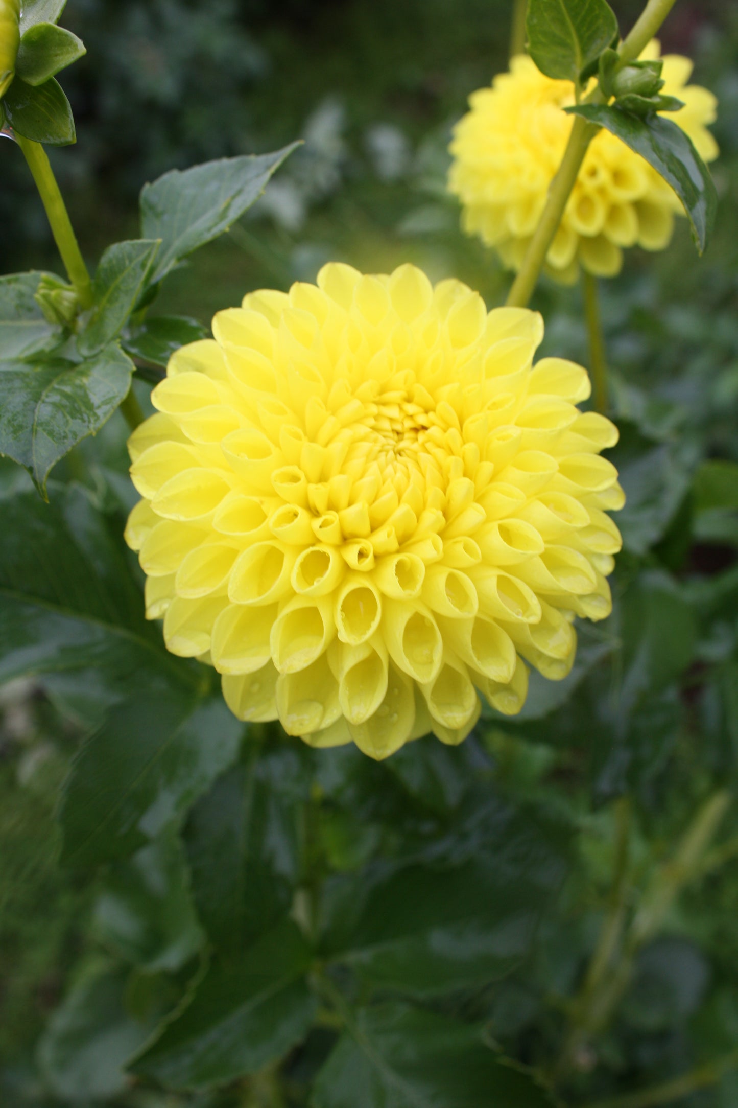 Bloomquist Sandy Dahlia Tuber