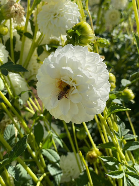 Boom Boom White Dahlia Tuber