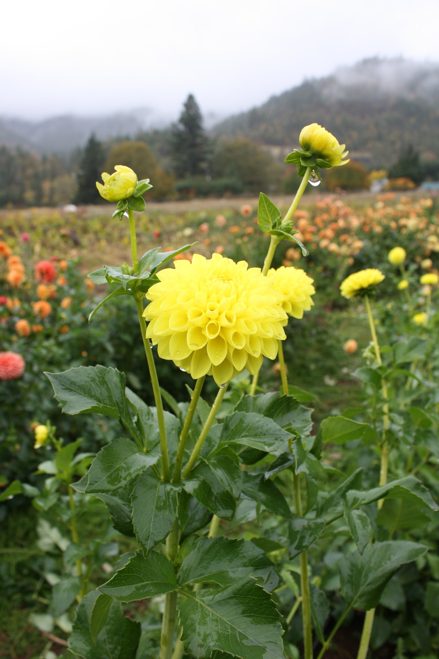 Bloomquist Sandy Dahlia Tuber
