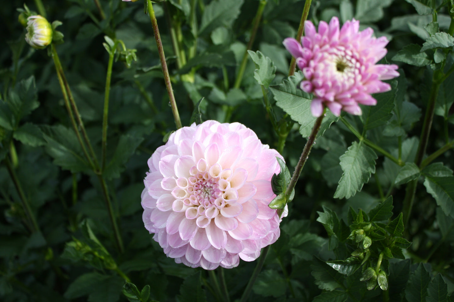 Marionberry Milkshake Dahlia Tuber