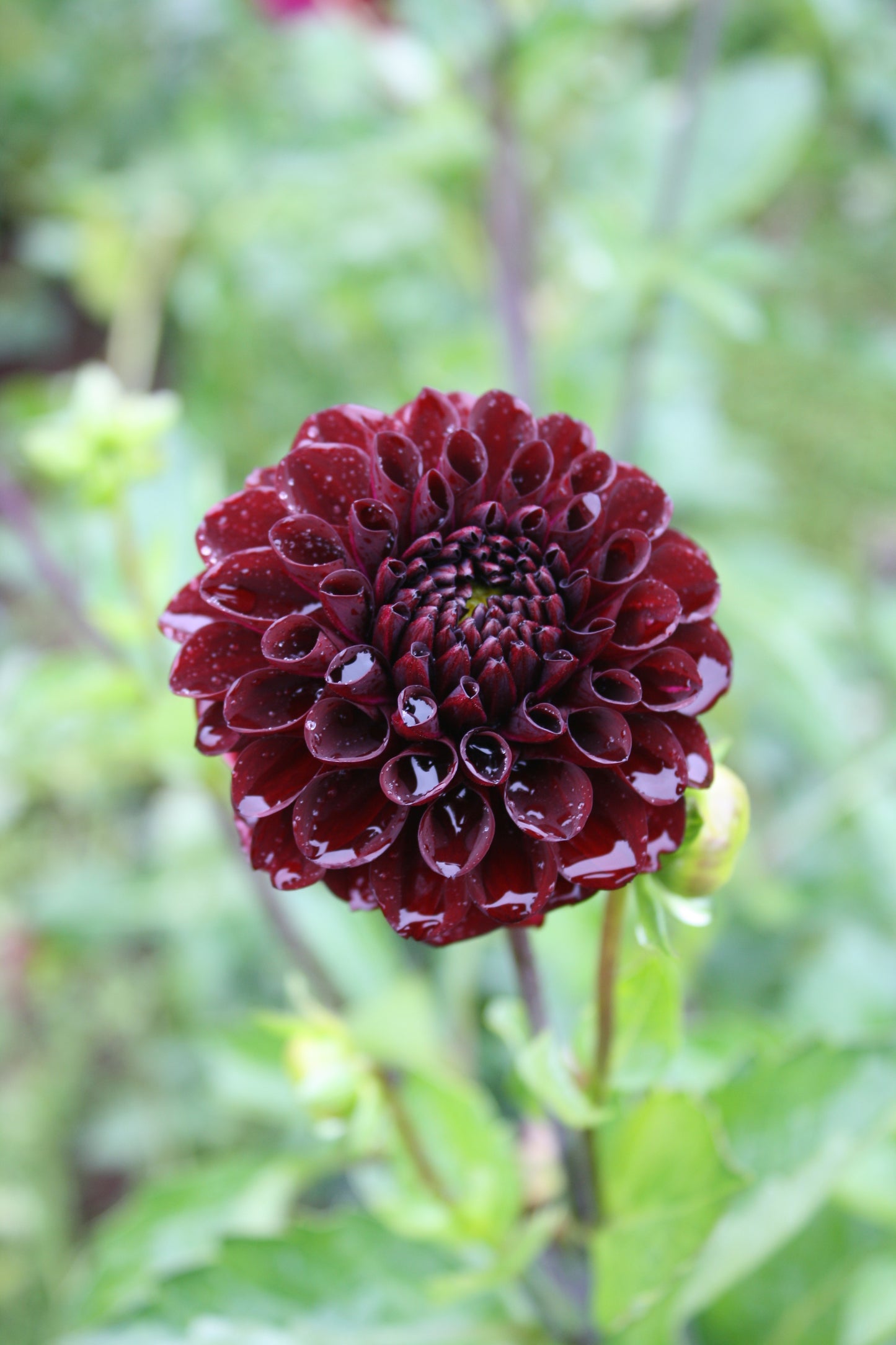 Bloomquist Port Dahlia Tuber