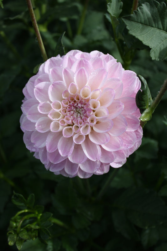 Marionberry Milkshake Dahlia Tuber