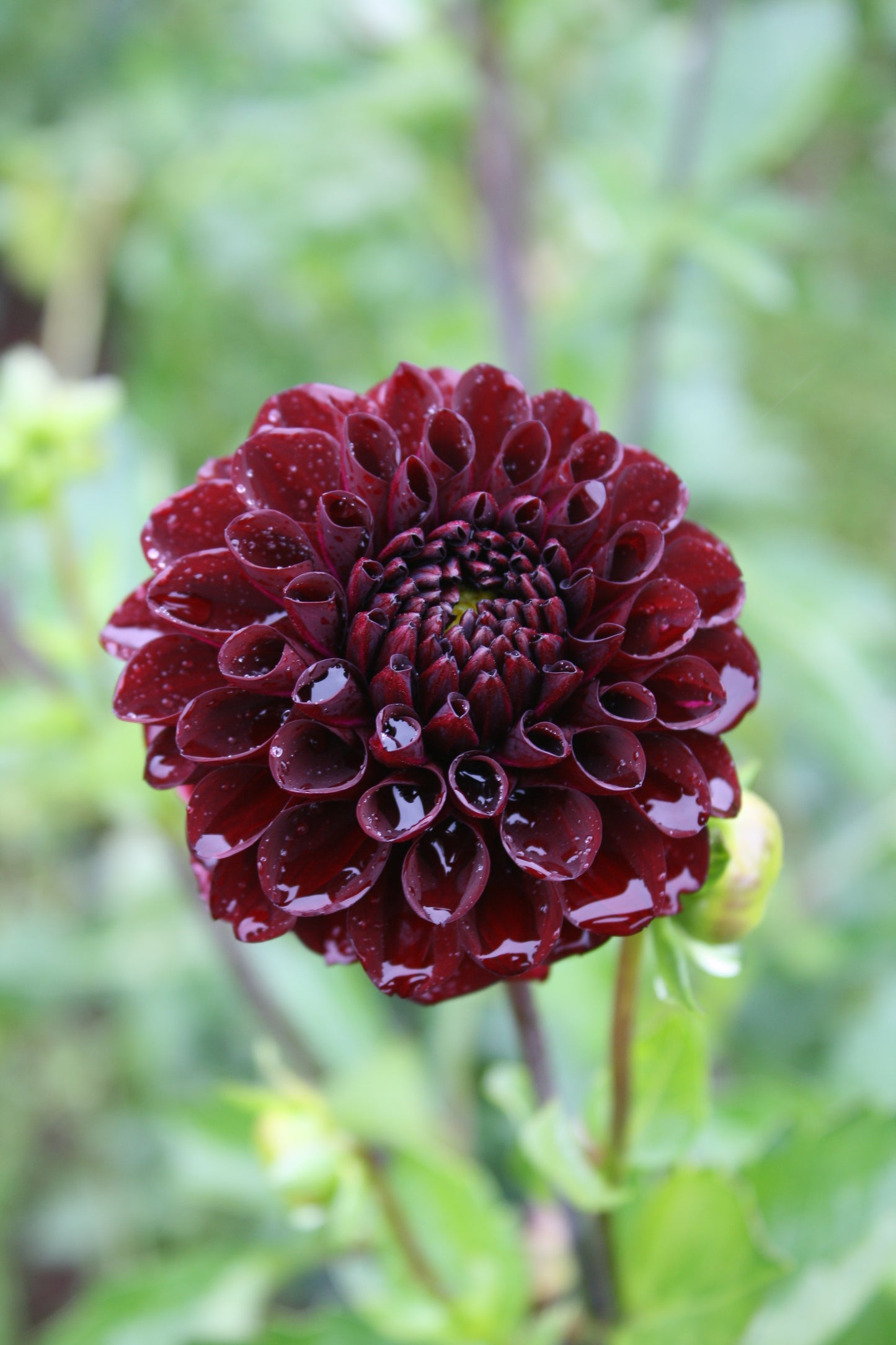 Bloomquist Port Dahlia Tuber