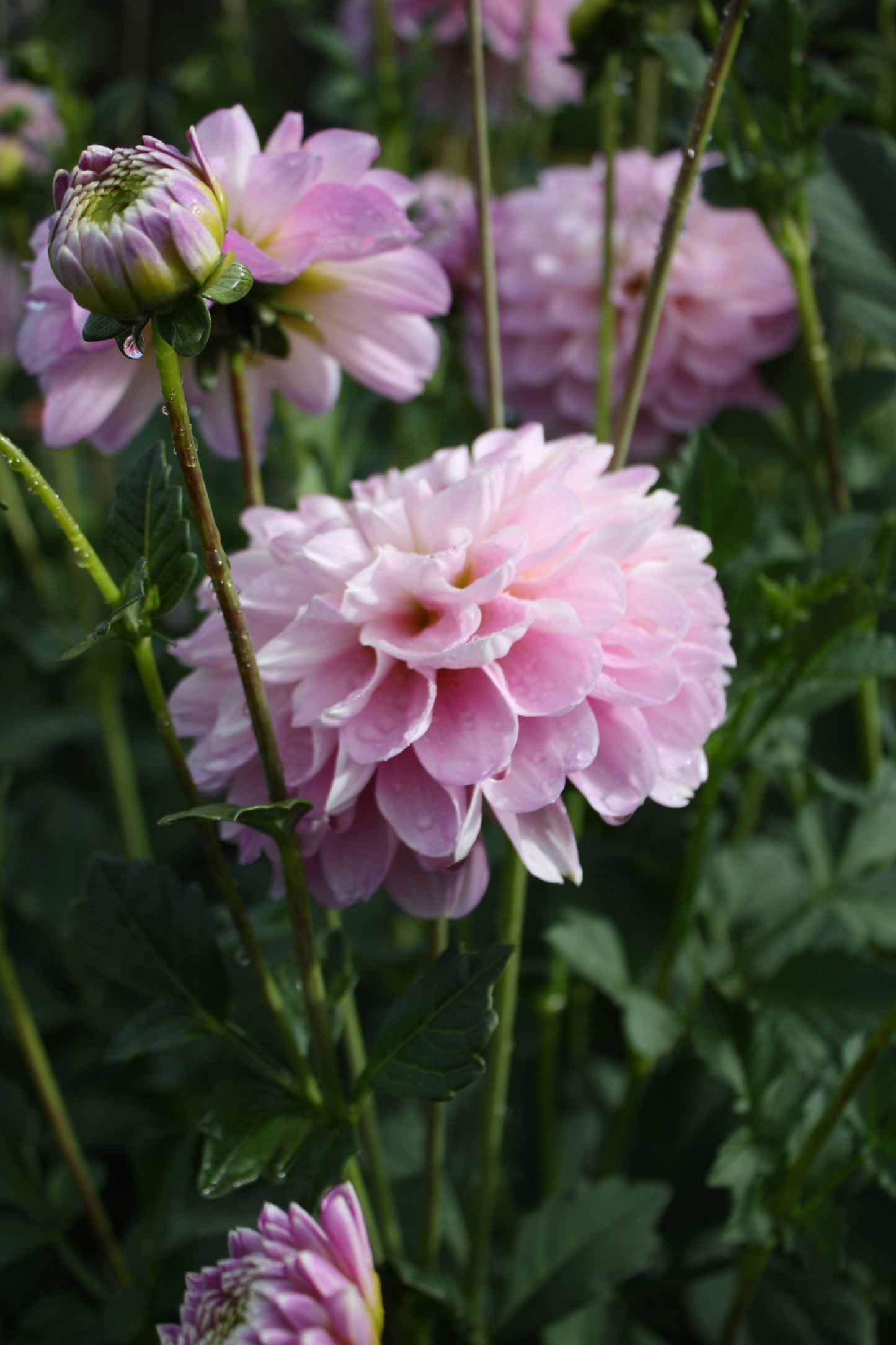 Marionberry Milkshake Dahlia Tuber
