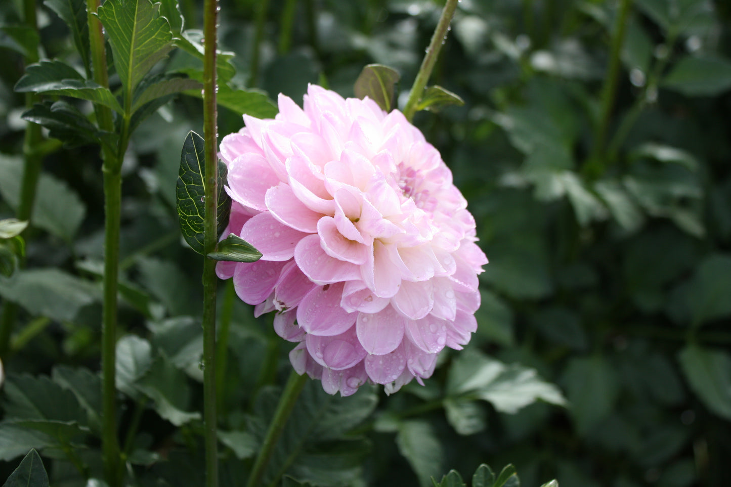 Marionberry Milkshake Dahlia Tuber