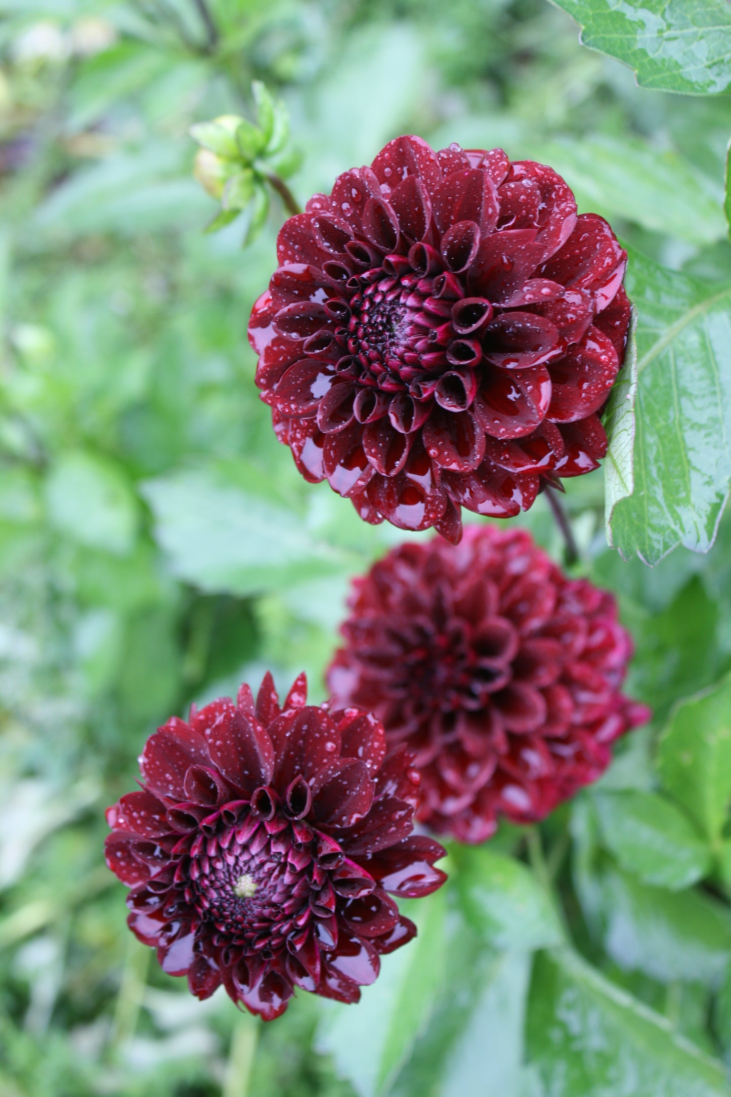 Bloomquist Port Dahlia Tuber