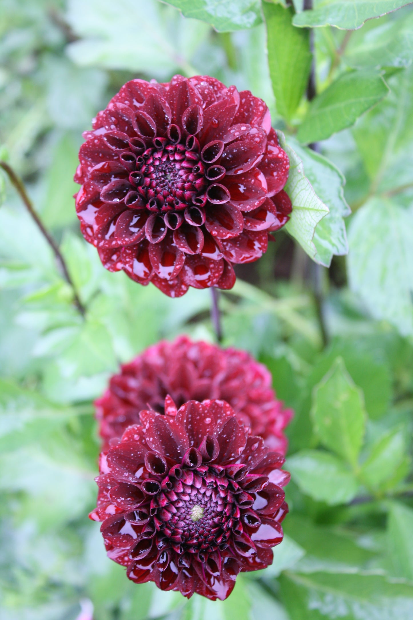 Bloomquist Port Dahlia Tuber