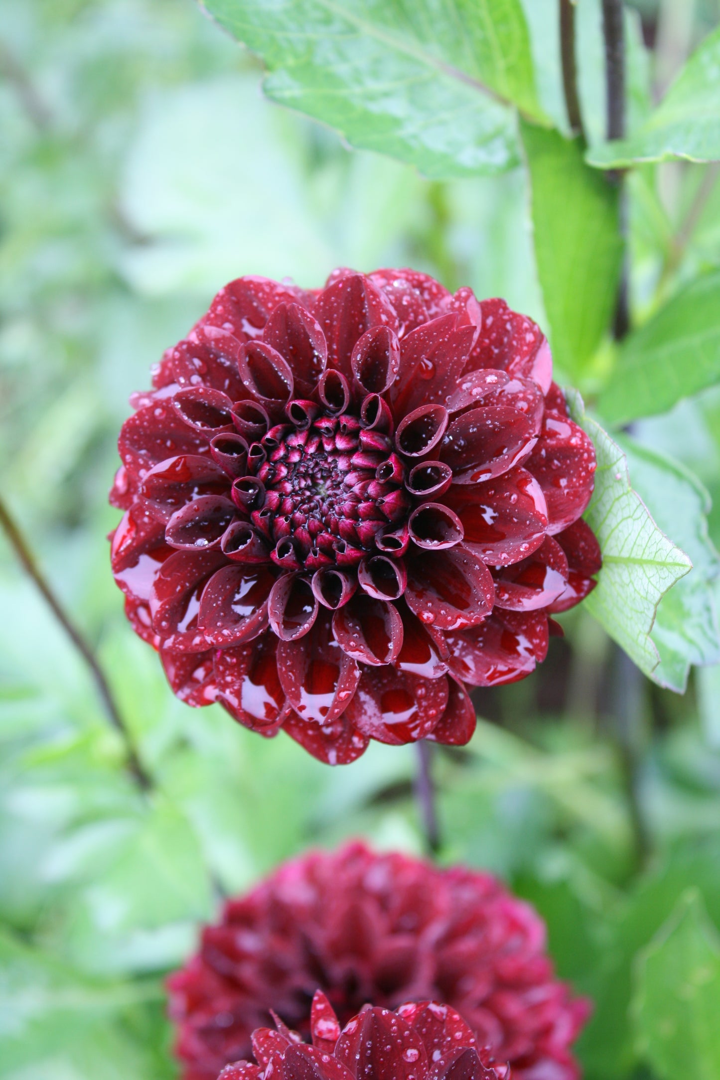 Bloomquist Port Dahlia Tuber