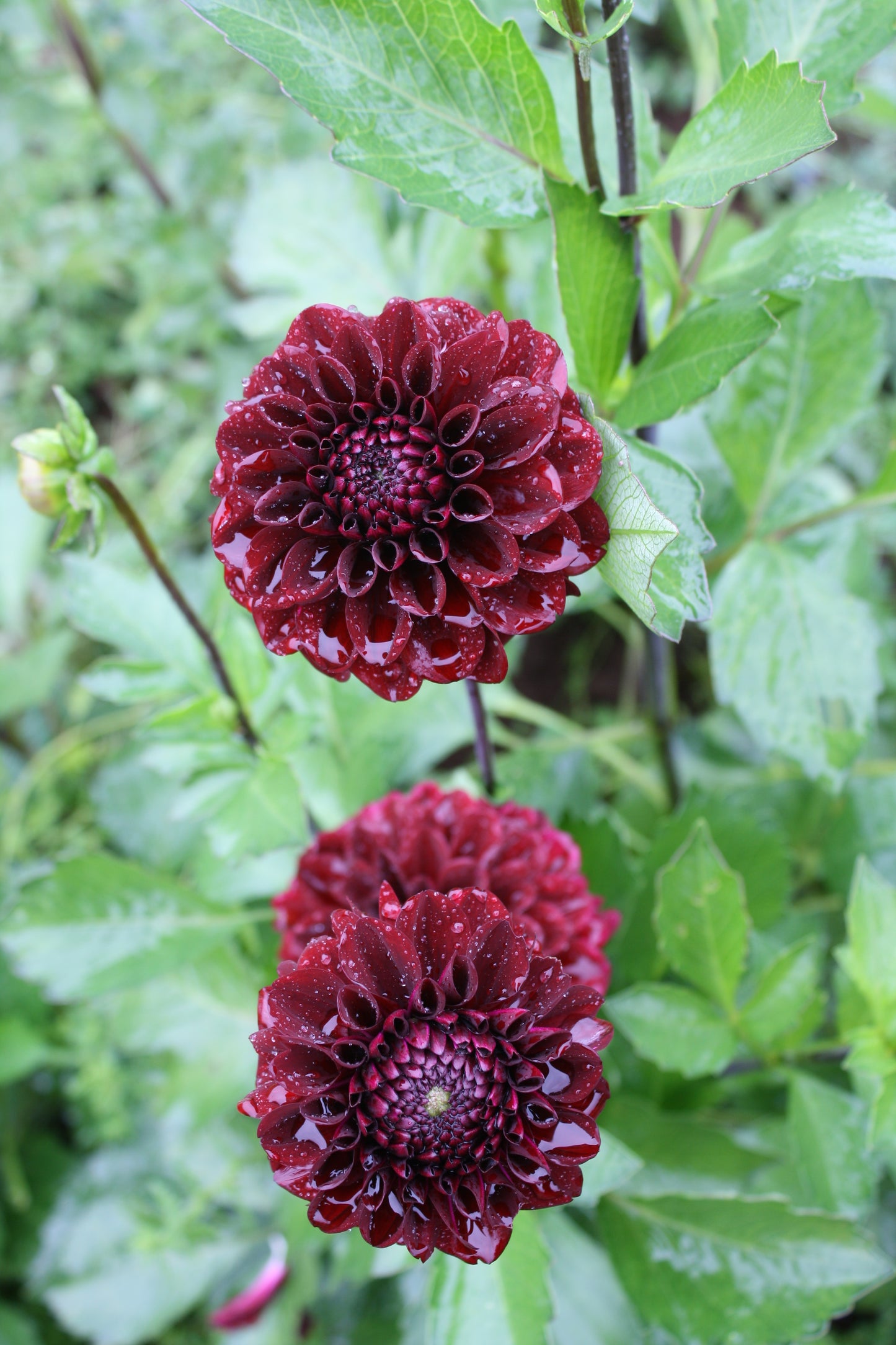 Bloomquist Port Dahlia Tuber