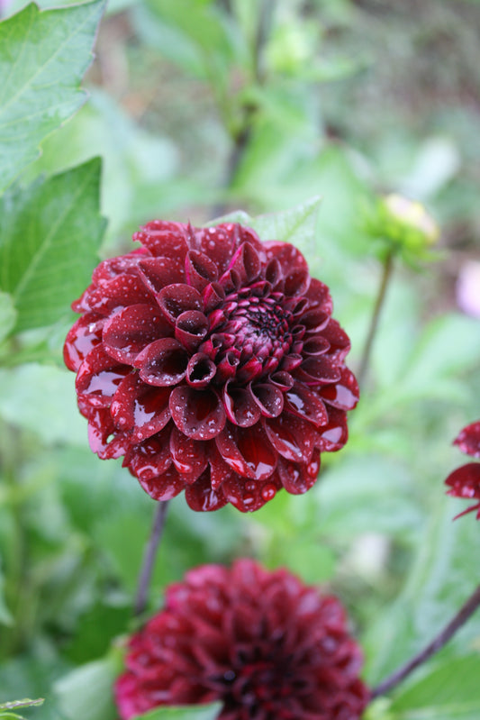 Bloomquist Port Dahlia Tuber