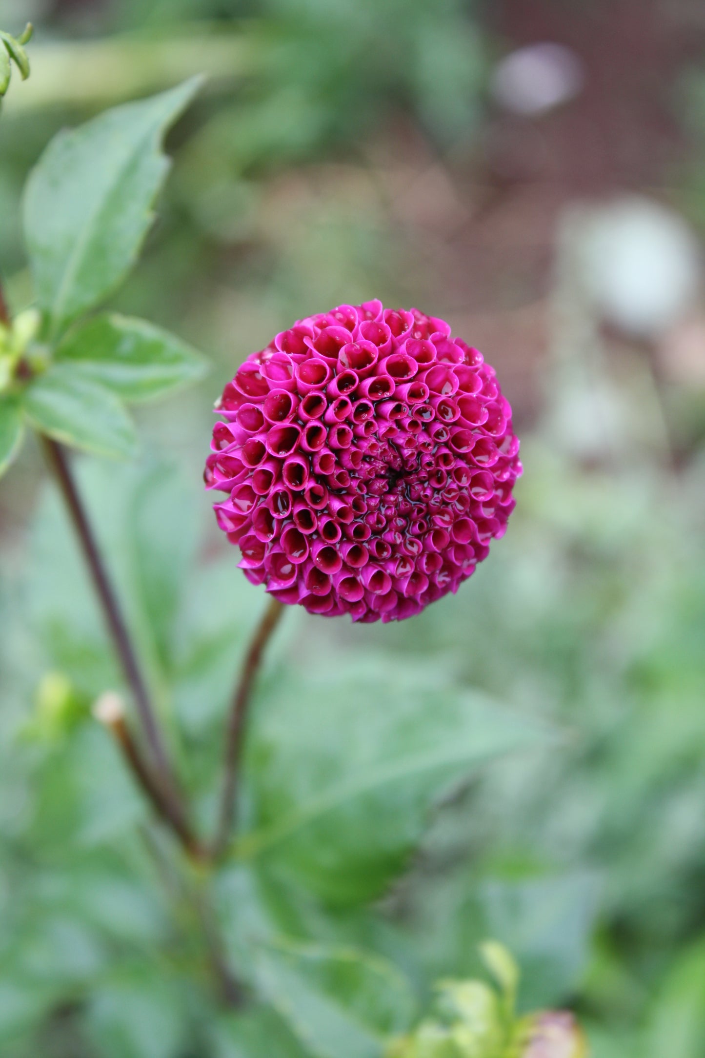 Rocco Dahlia Tuber