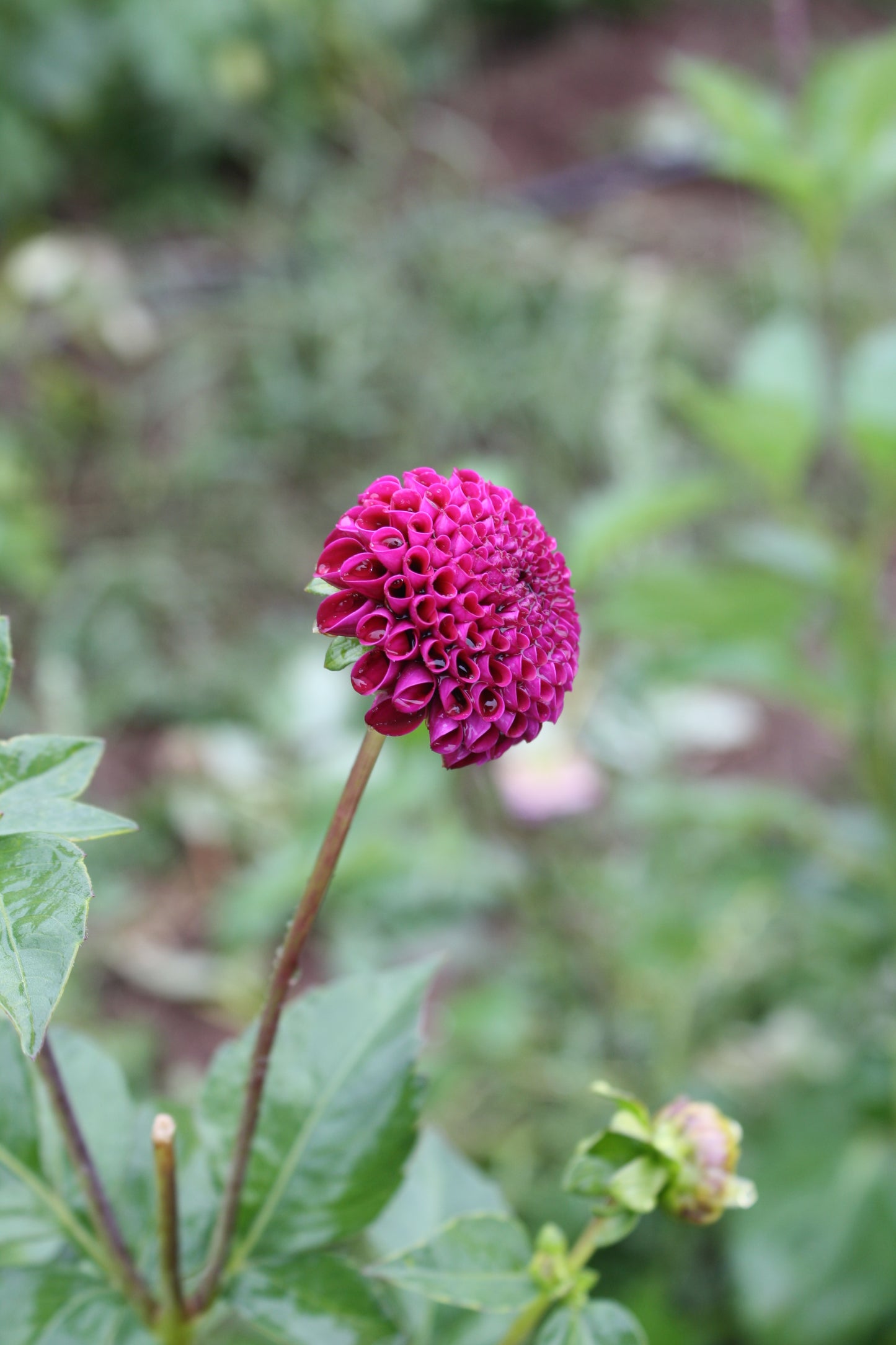 Rocco Dahlia Tuber