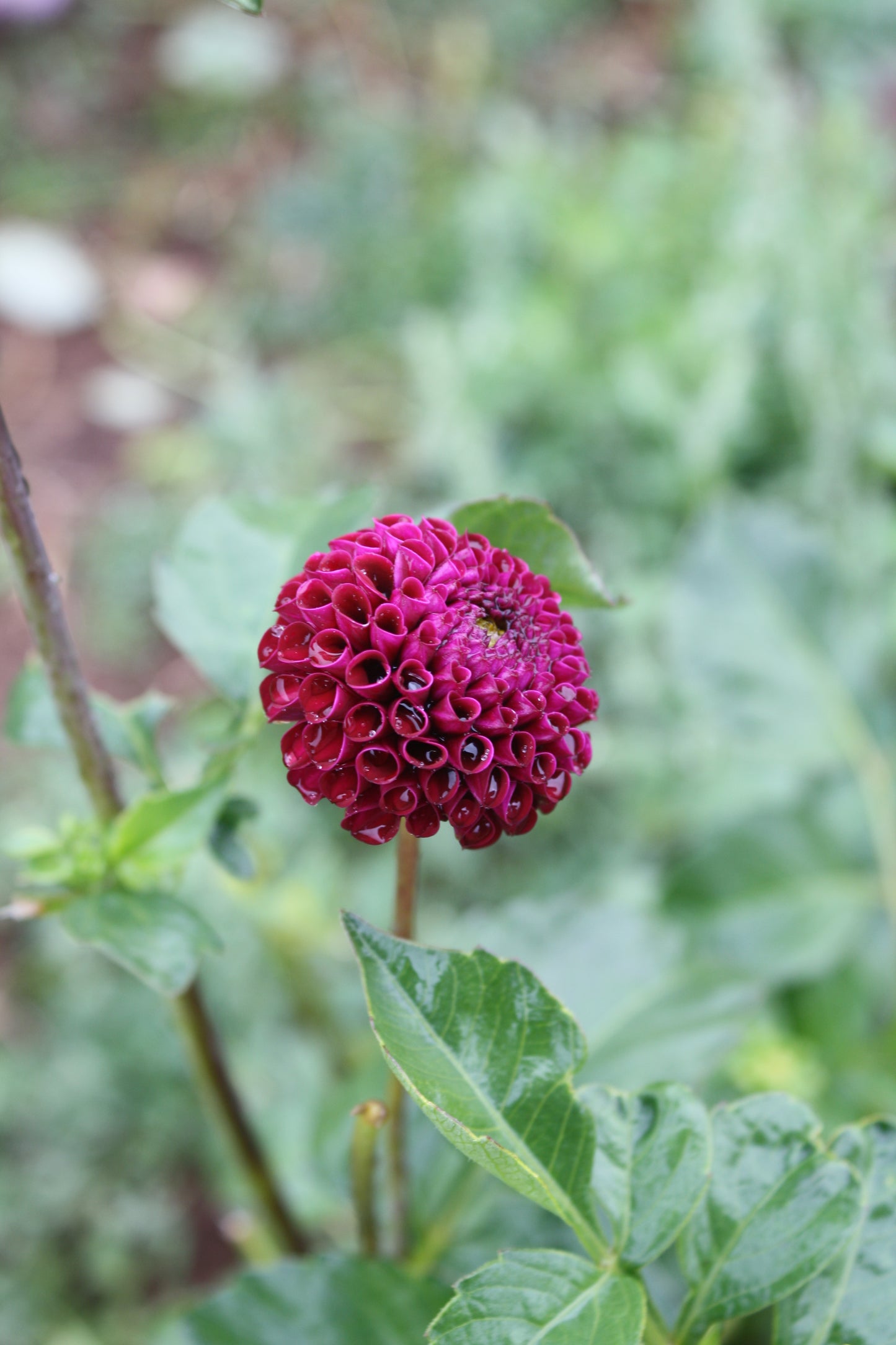 Rocco Dahlia Tuber