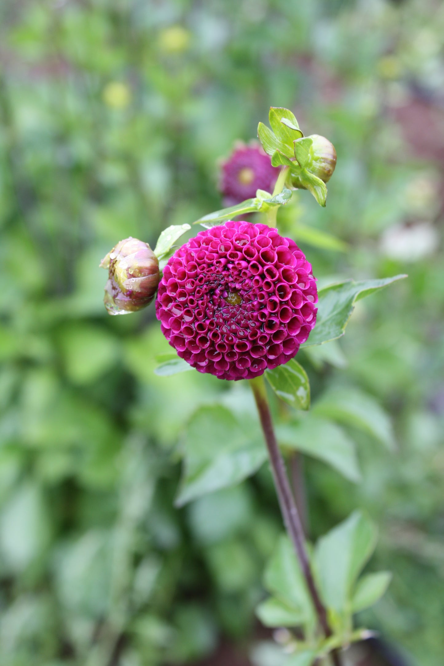 Rocco Dahlia Tuber