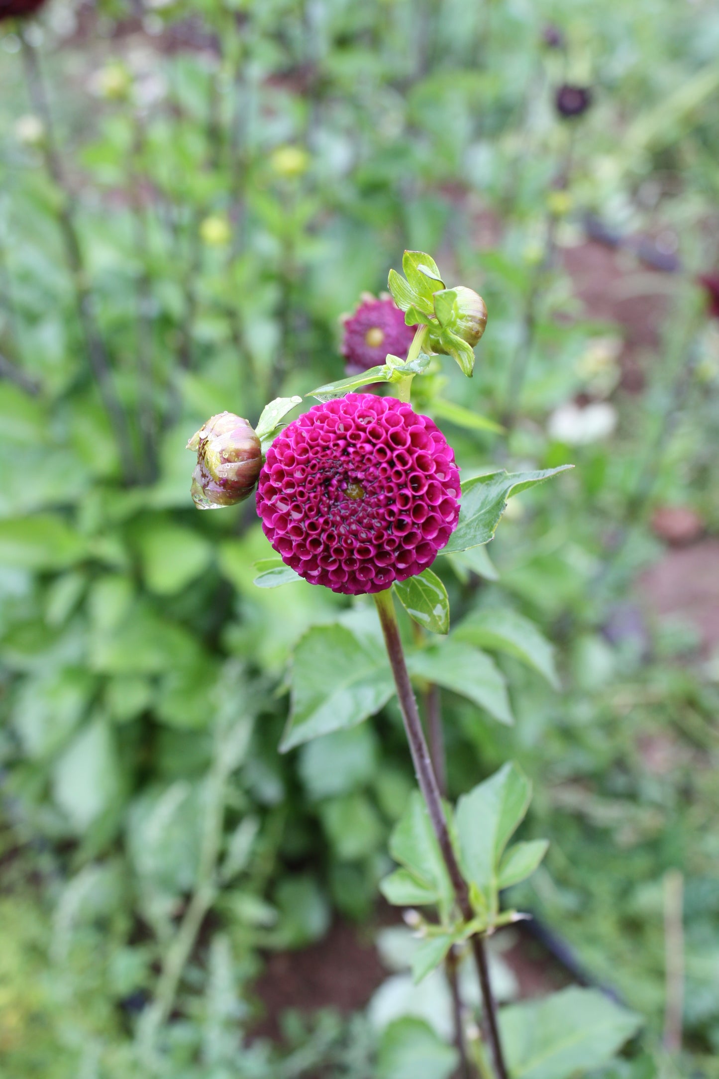 Rocco Dahlia Tuber