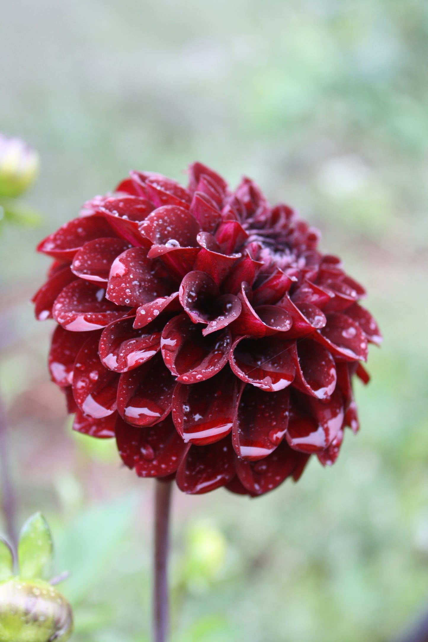 Bloomquist Port Dahlia Tuber