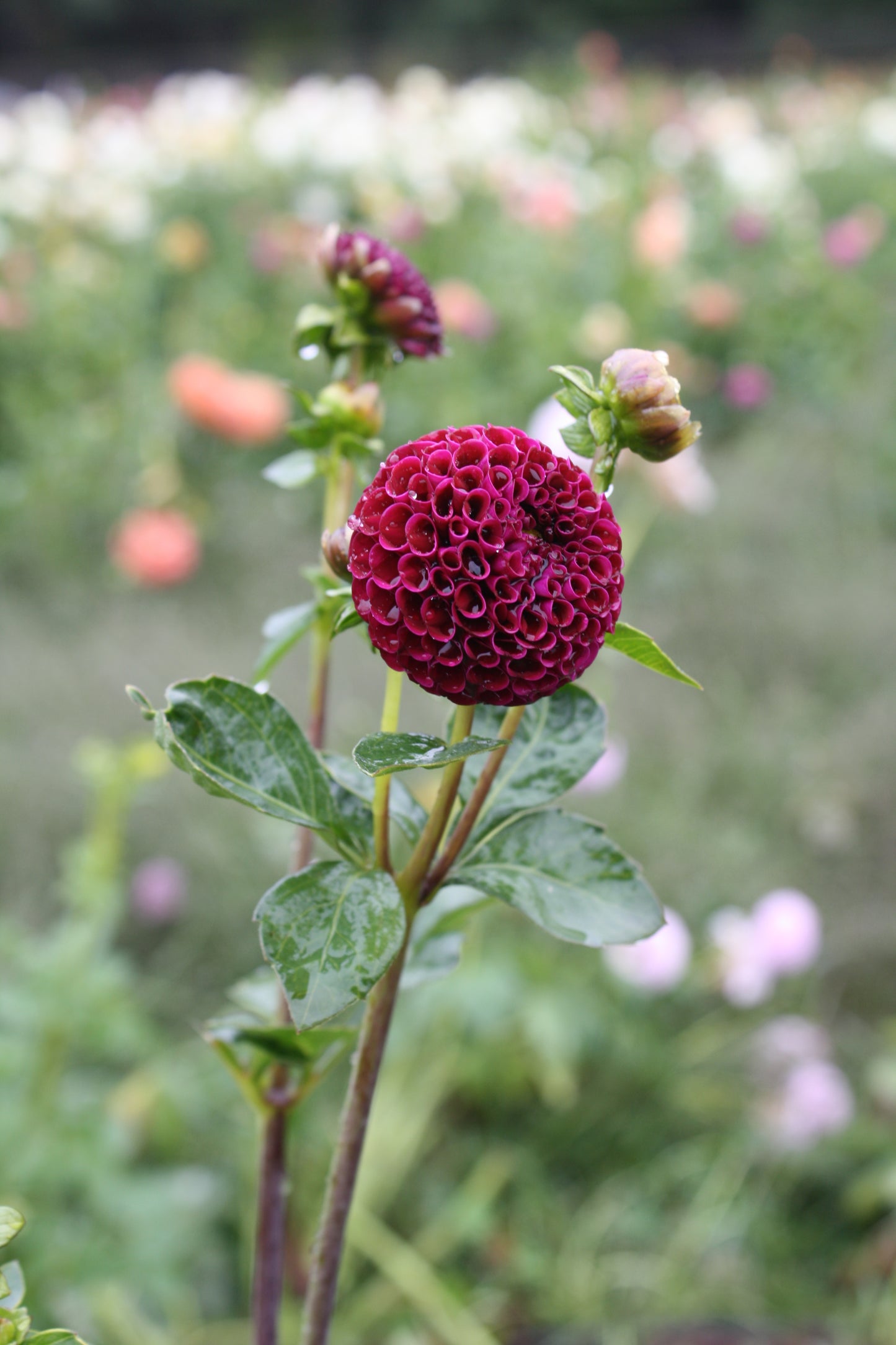 Rocco Dahlia Tuber
