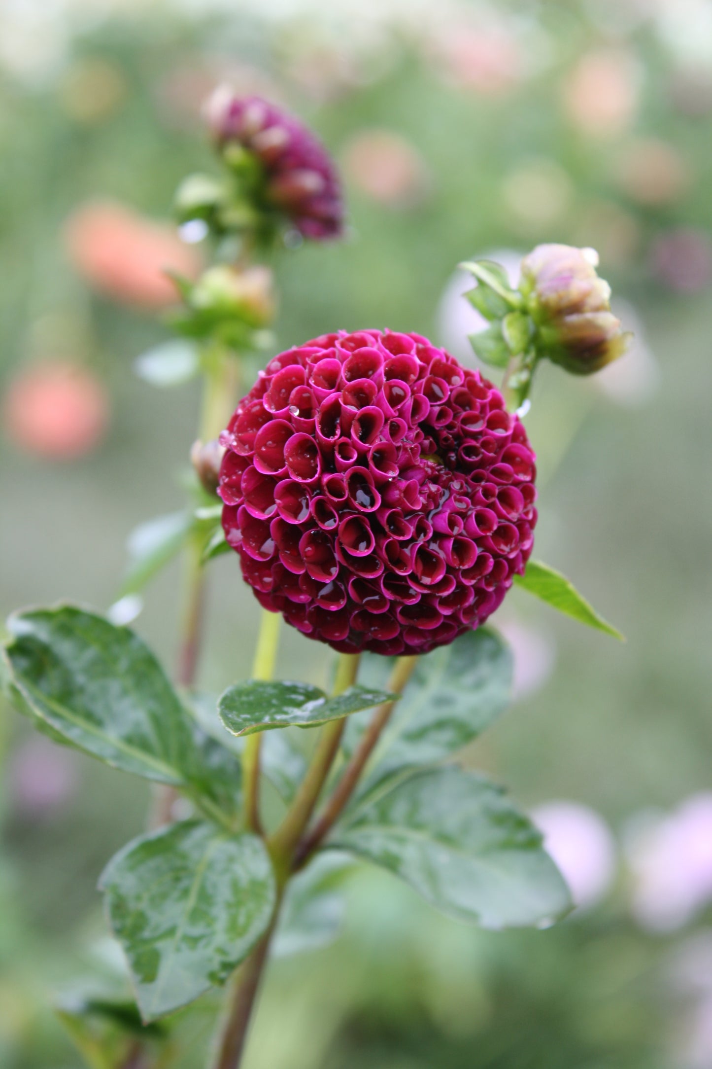 Rocco Dahlia Tuber