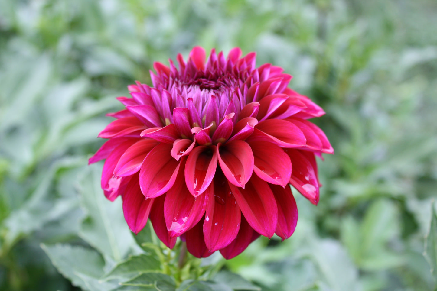 Diva Dahlia Tuber