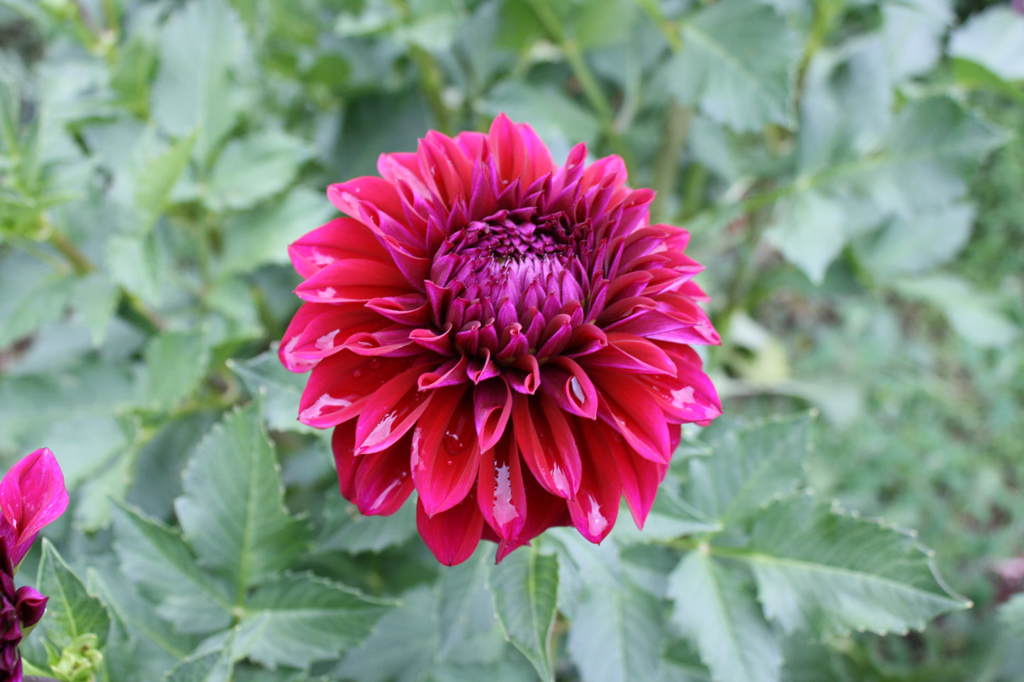 Diva Dahlia Tuber