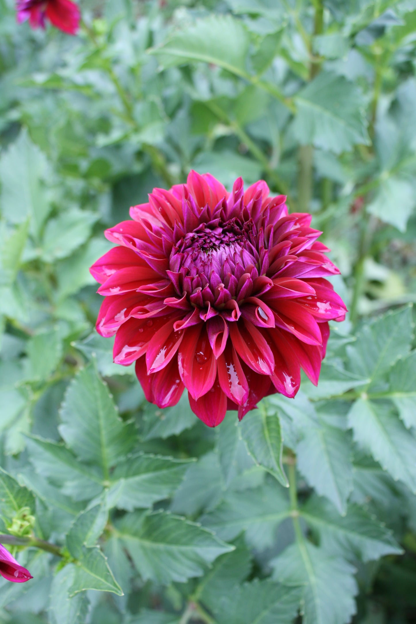 Diva Dahlia Tuber