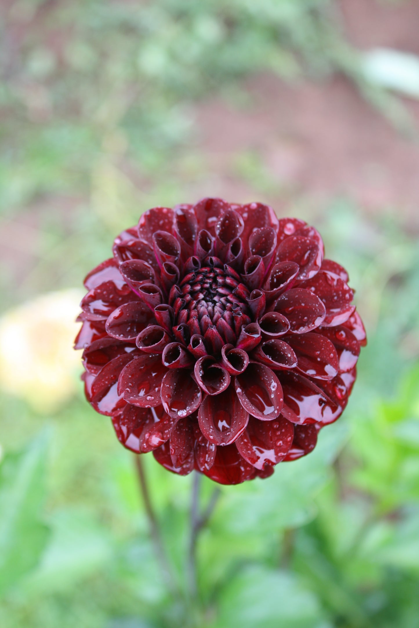 Bloomquist Port Dahlia Tuber