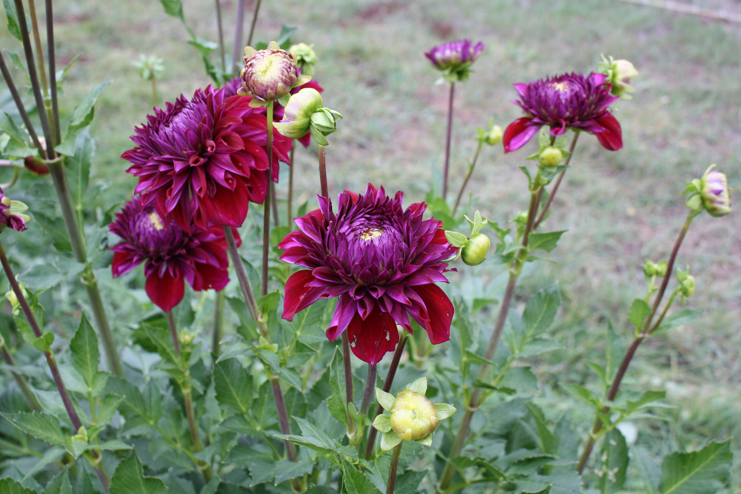 Diva Dahlia Tuber