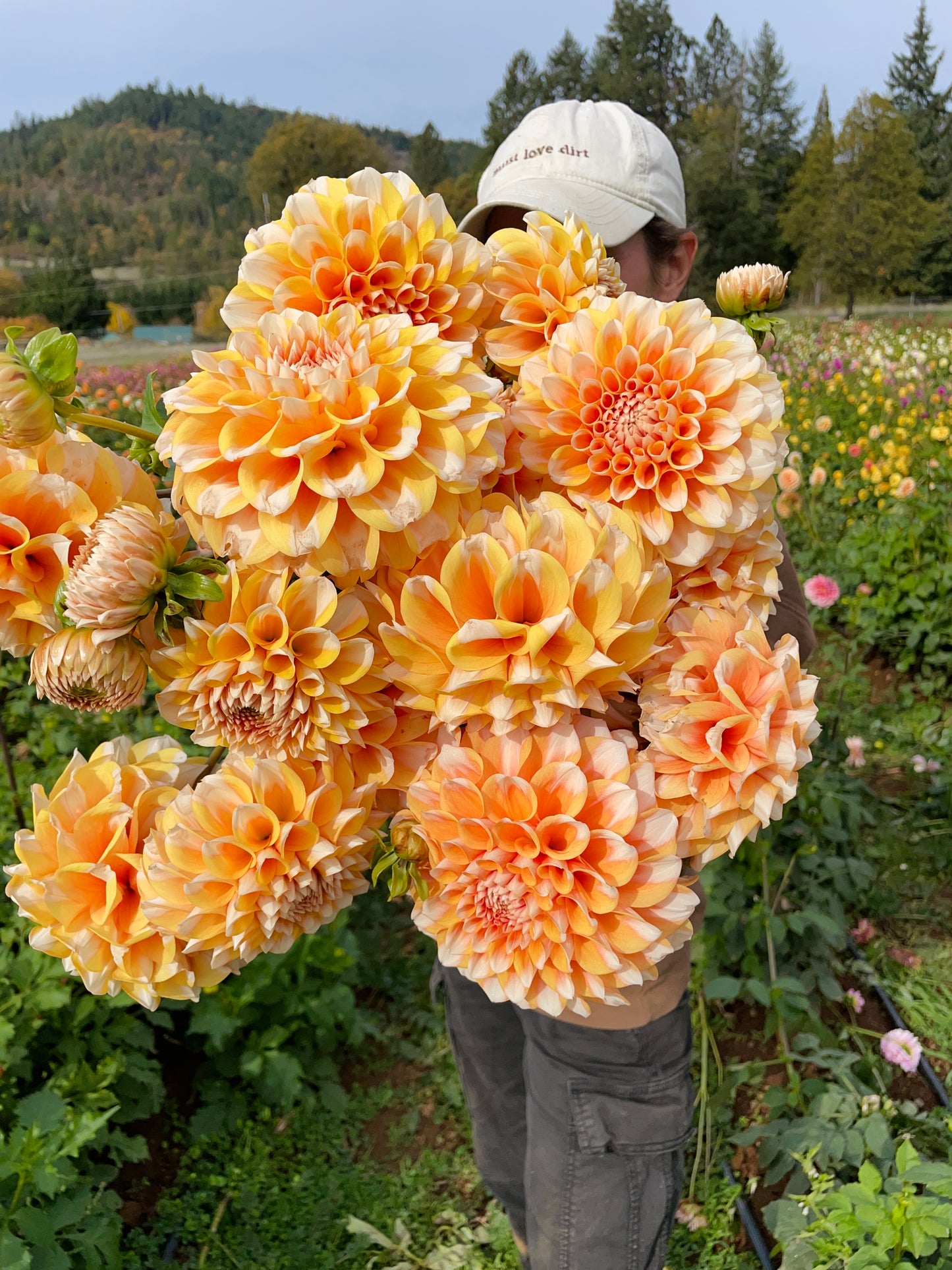 Hollyhill Orange Ice Dahlia Tuber