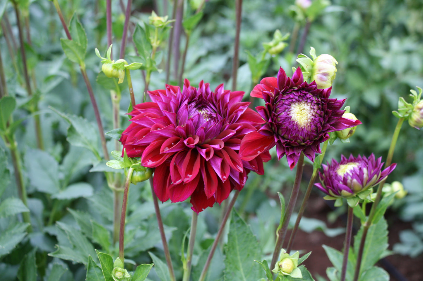 Diva Dahlia Tuber