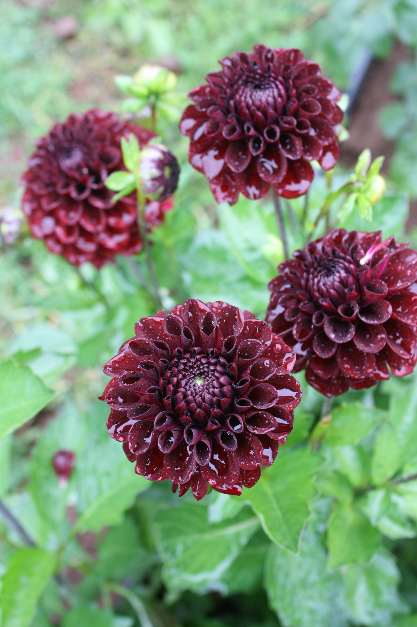 Bloomquist Port Dahlia Tuber