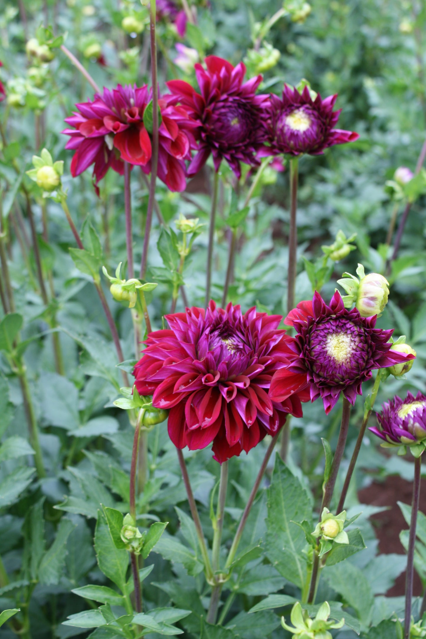 Diva Dahlia Tuber