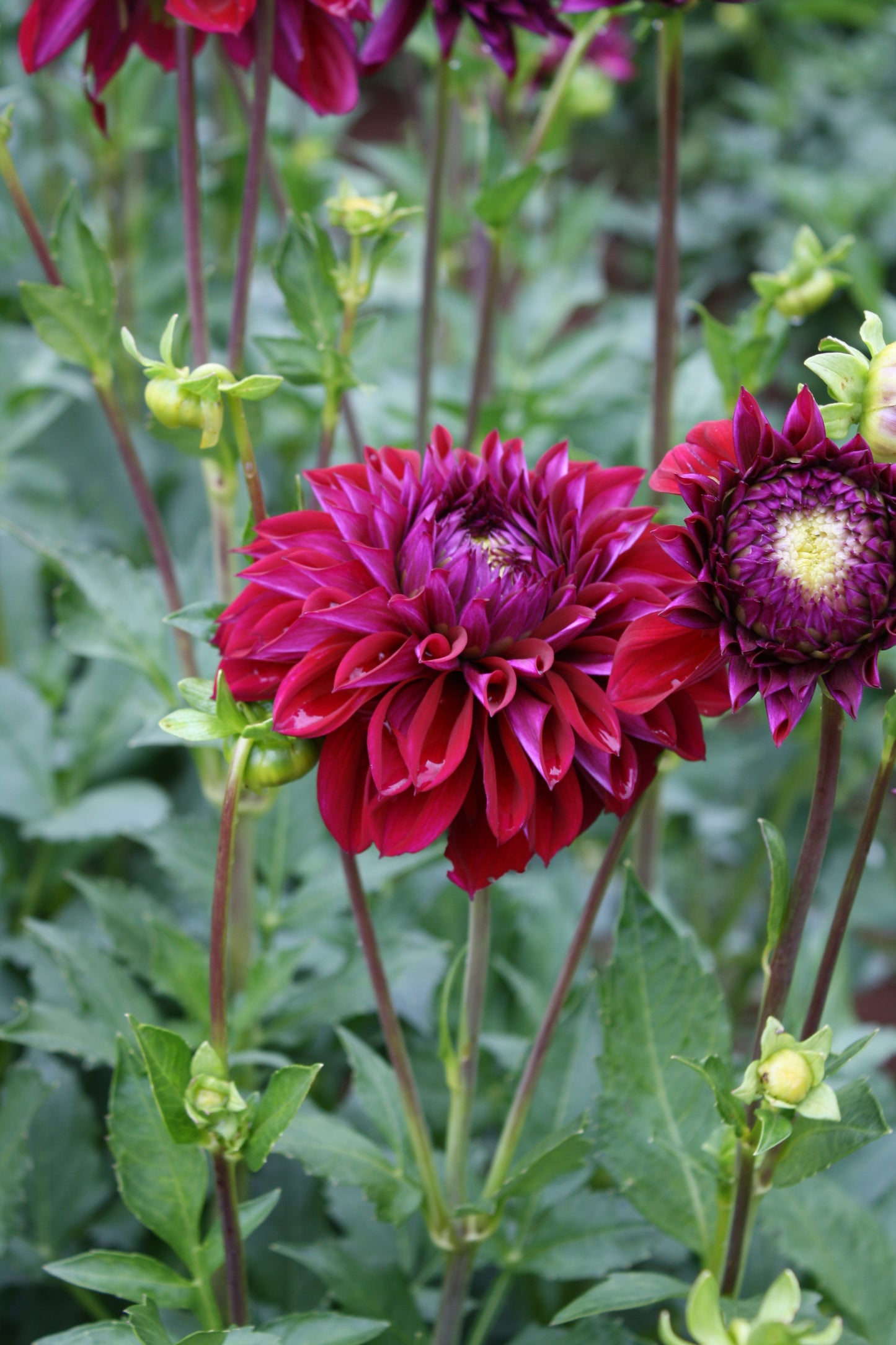 Diva Dahlia Tuber
