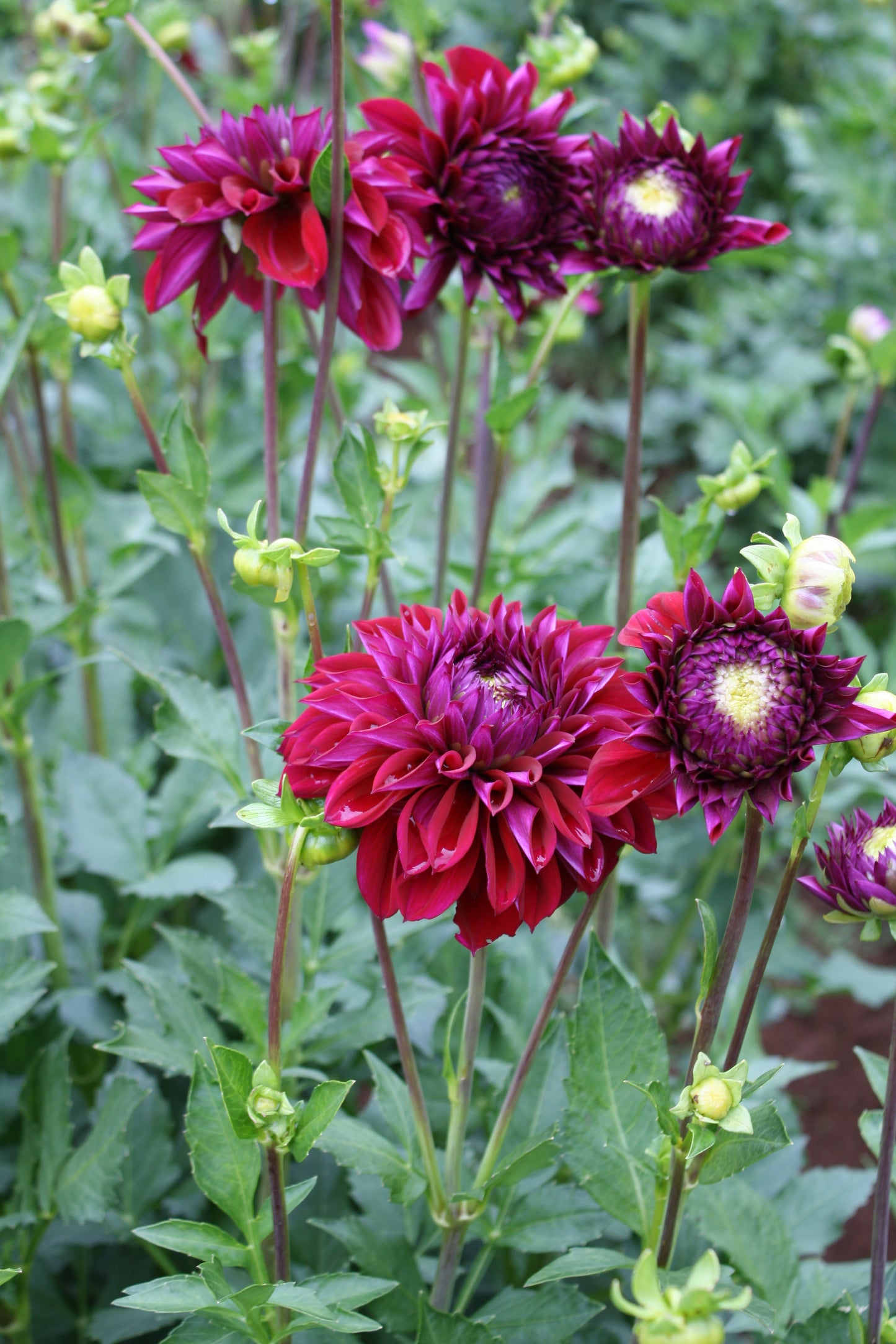 Diva Dahlia Tuber