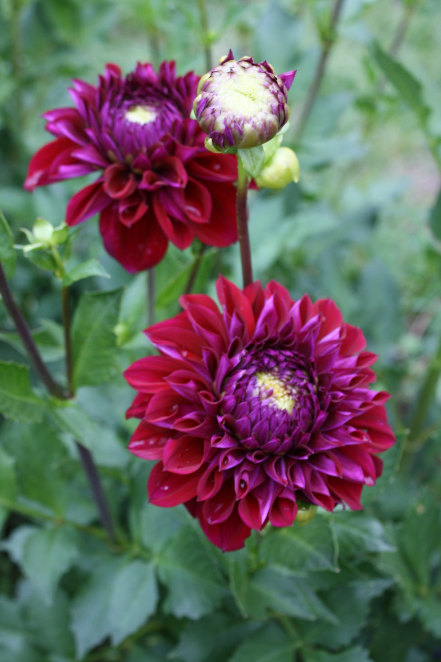 Diva Dahlia Tuber