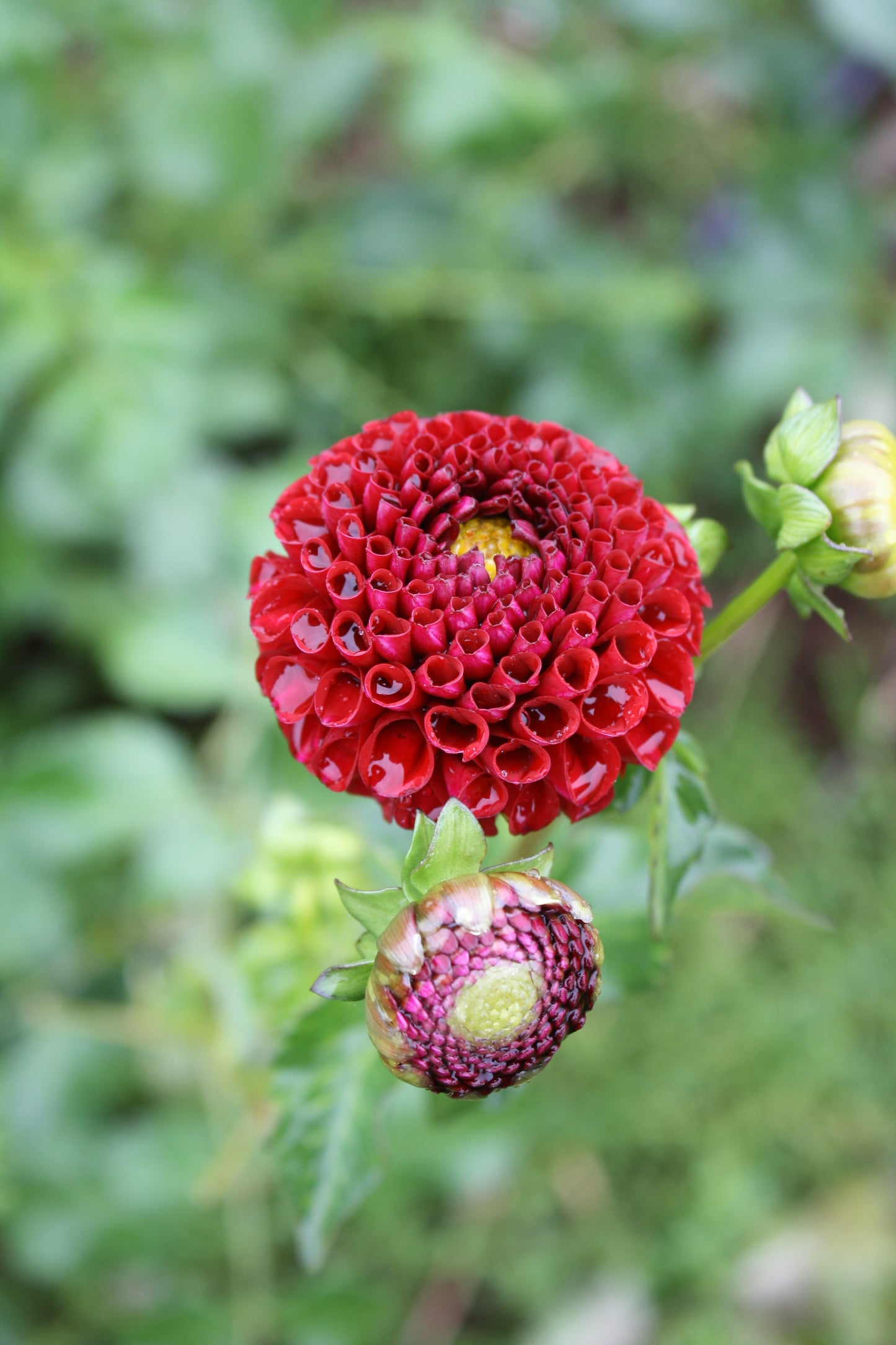 Chick A Dee Dahlia Tuber