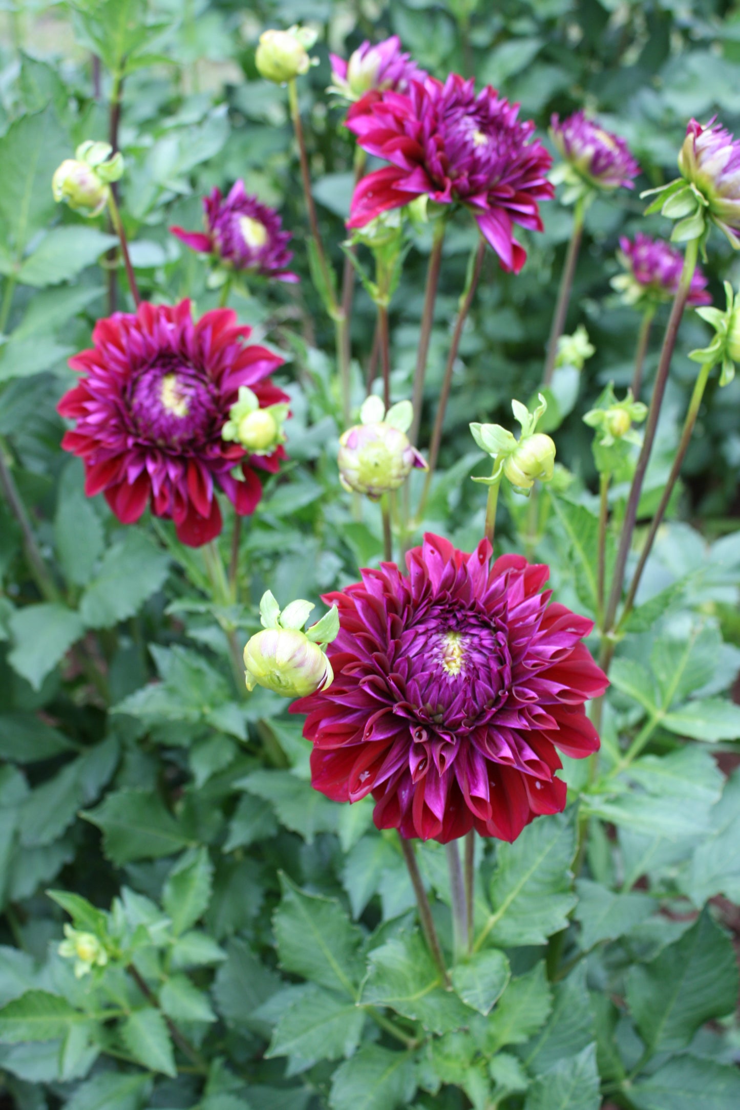 Diva Dahlia Tuber