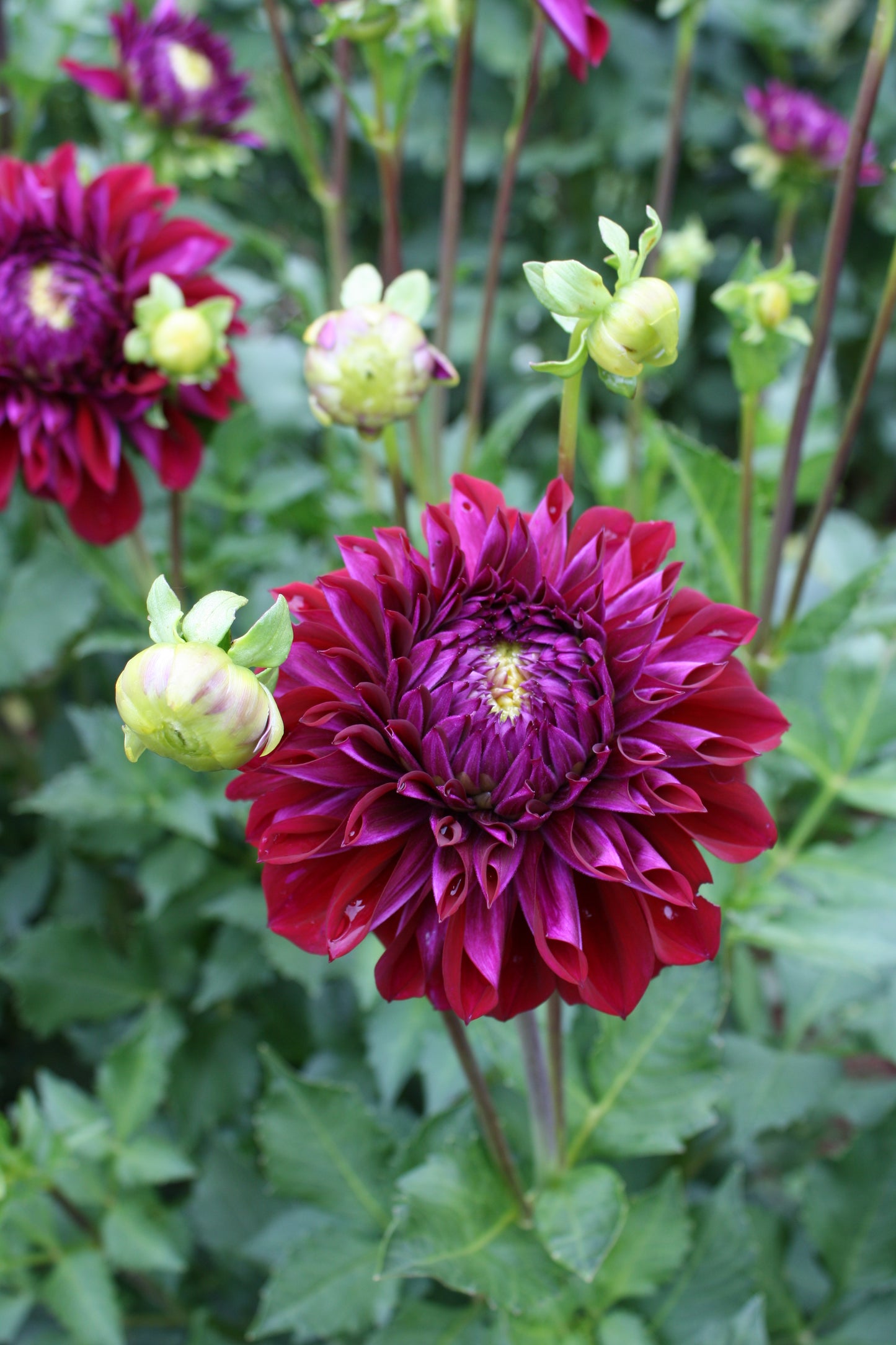 Diva Dahlia Tuber