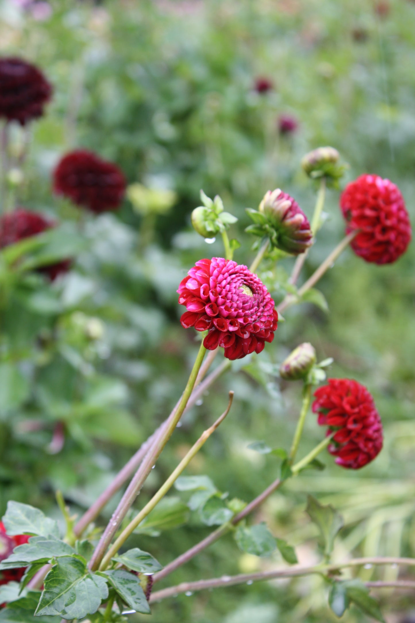 Chick A Dee Dahlia Tuber