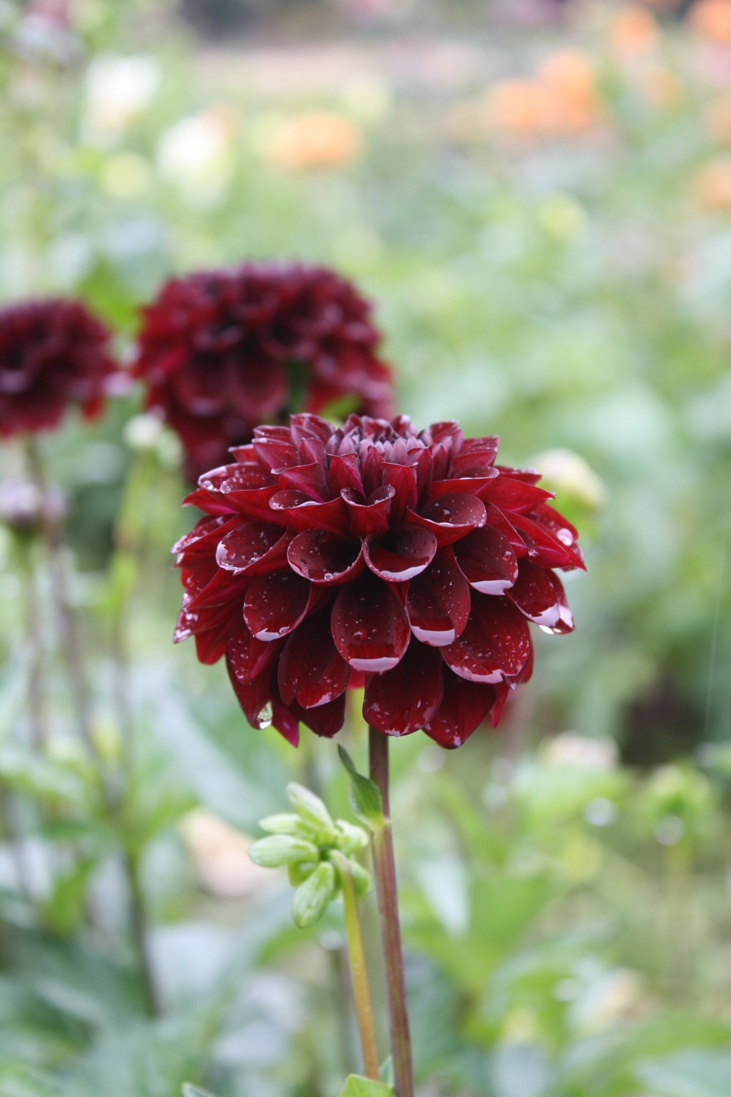 Bloomquist Port Dahlia Tuber