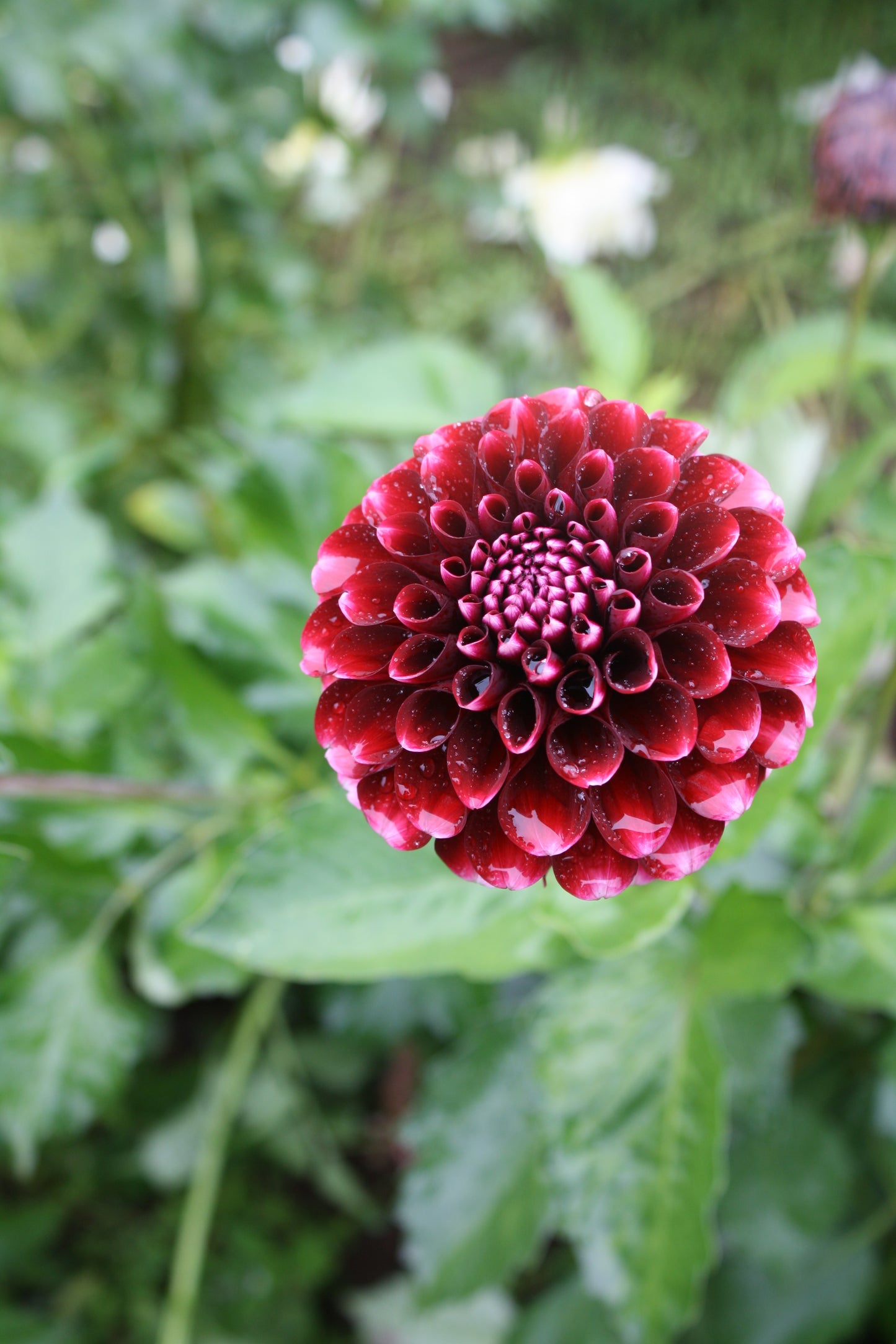 Chick A Dee Dahlia Tuber