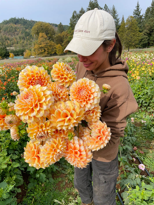 Hollyhill Orange Ice Dahlia Tuber