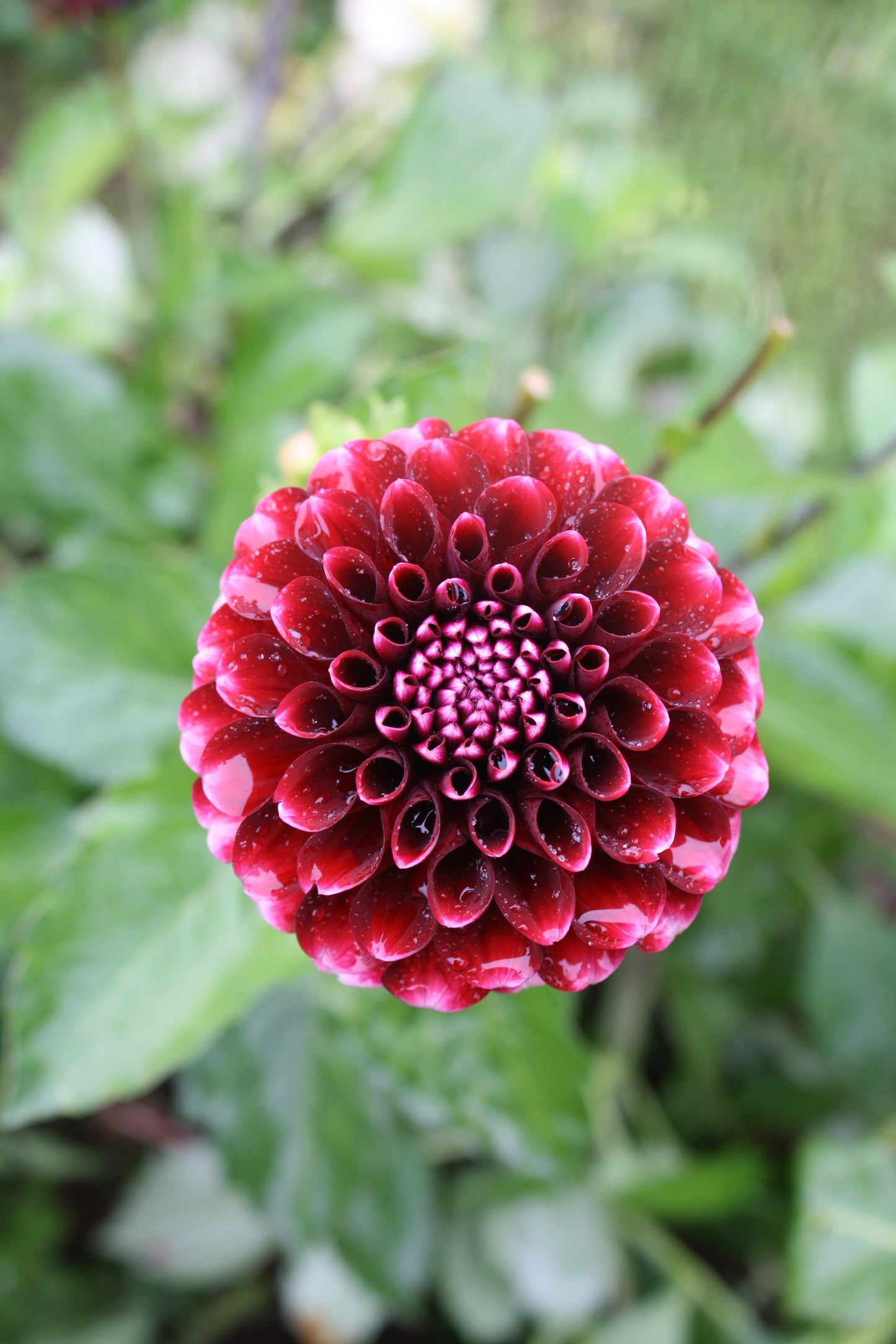 Chick A Dee Dahlia Tuber