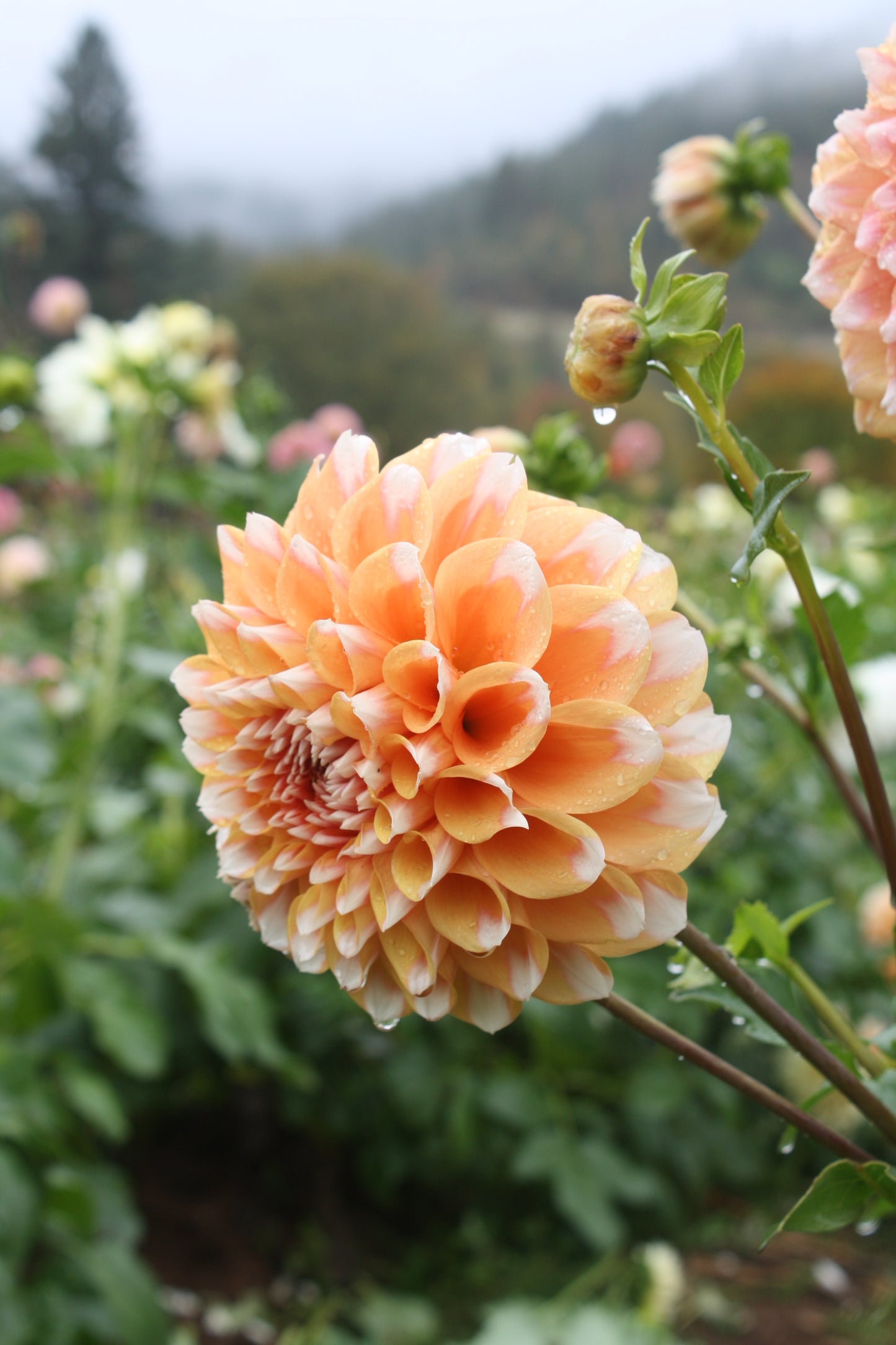 Hollyhill Orange Ice Dahlia Tuber