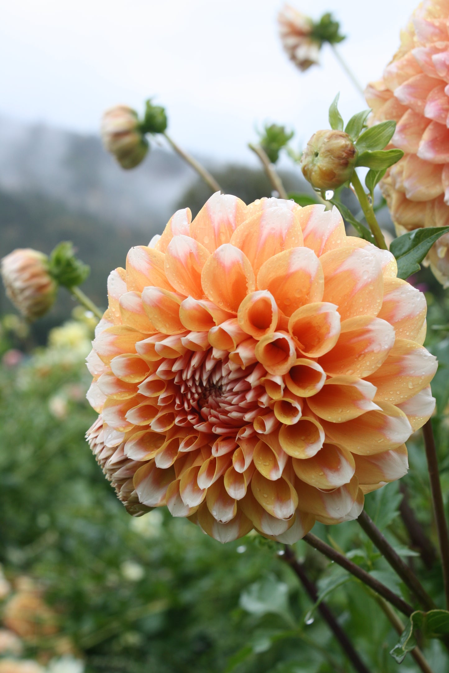 Hollyhill Orange Ice Dahlia Tuber