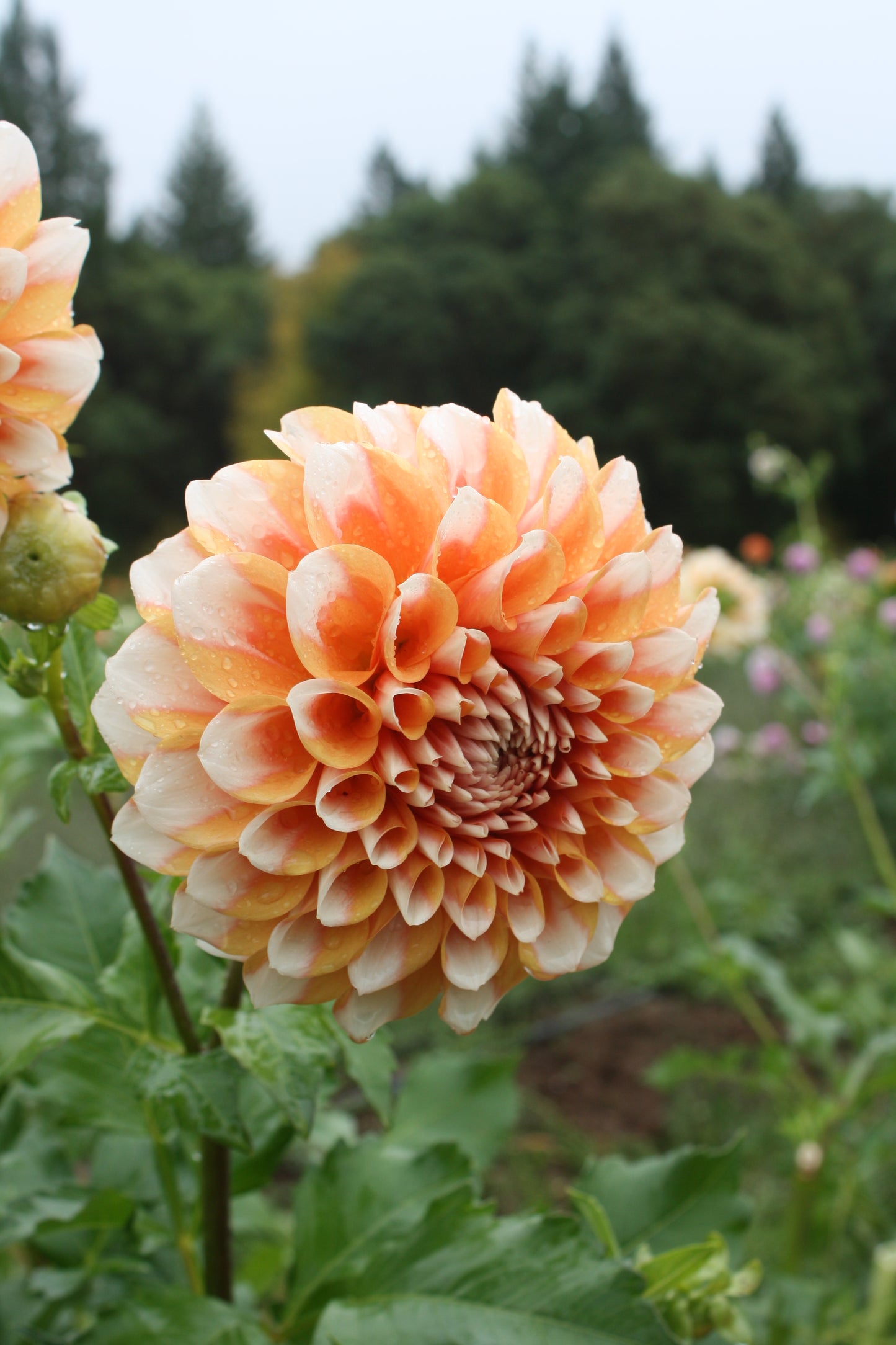 Hollyhill Orange Ice Dahlia Tuber