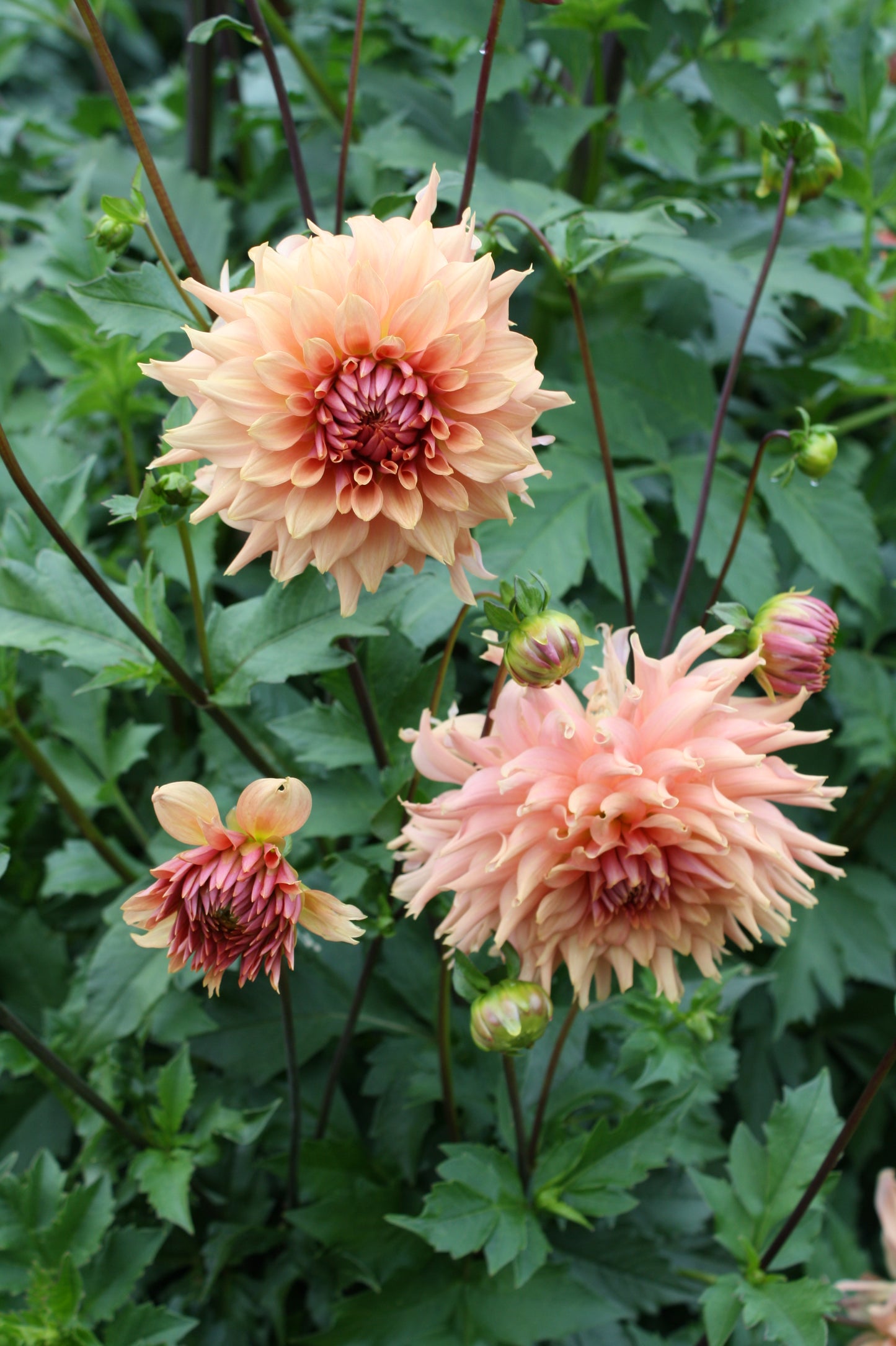 Terracotta Dahlia Tuber
