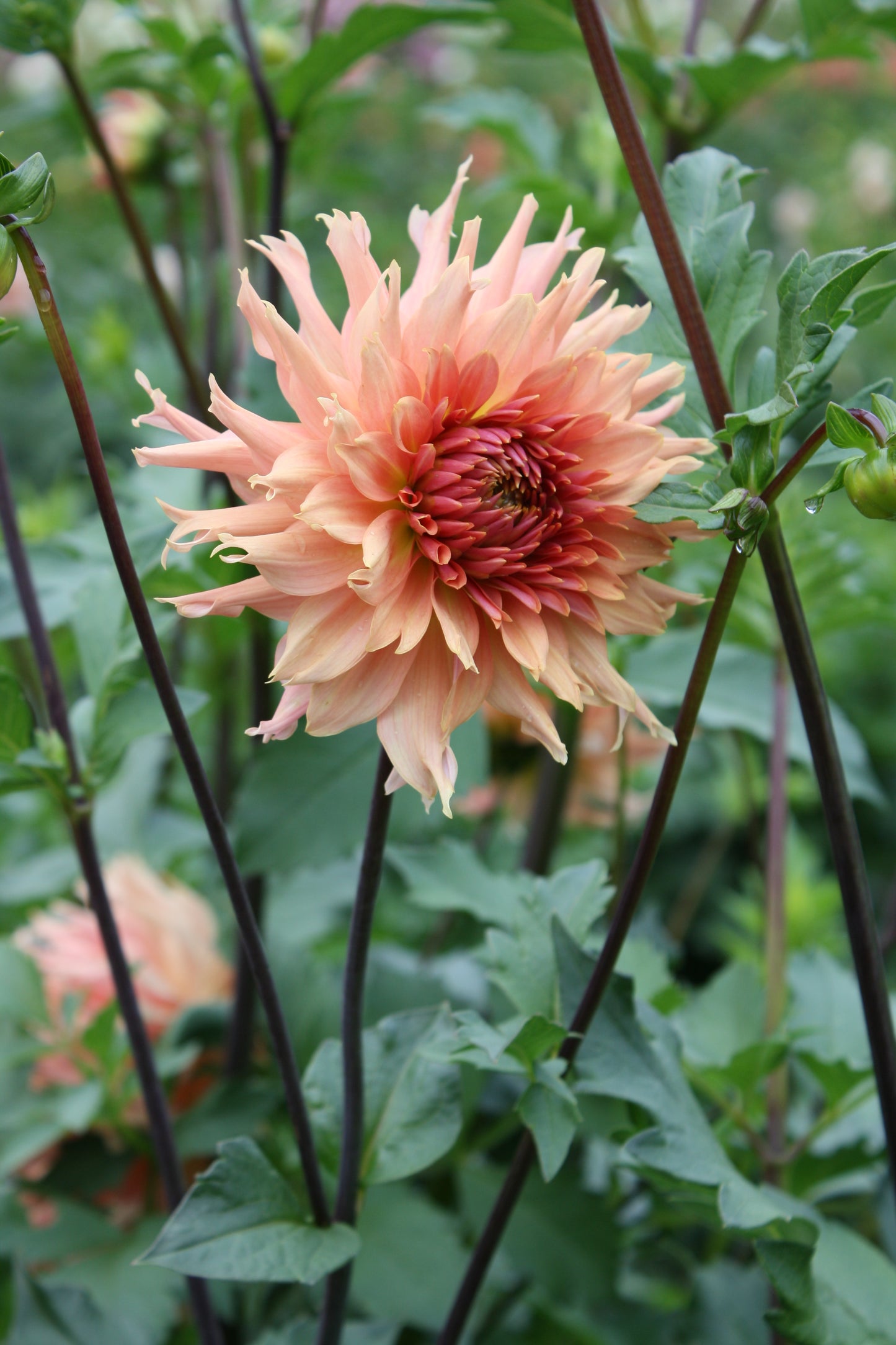 Terracotta Dahlia Tuber