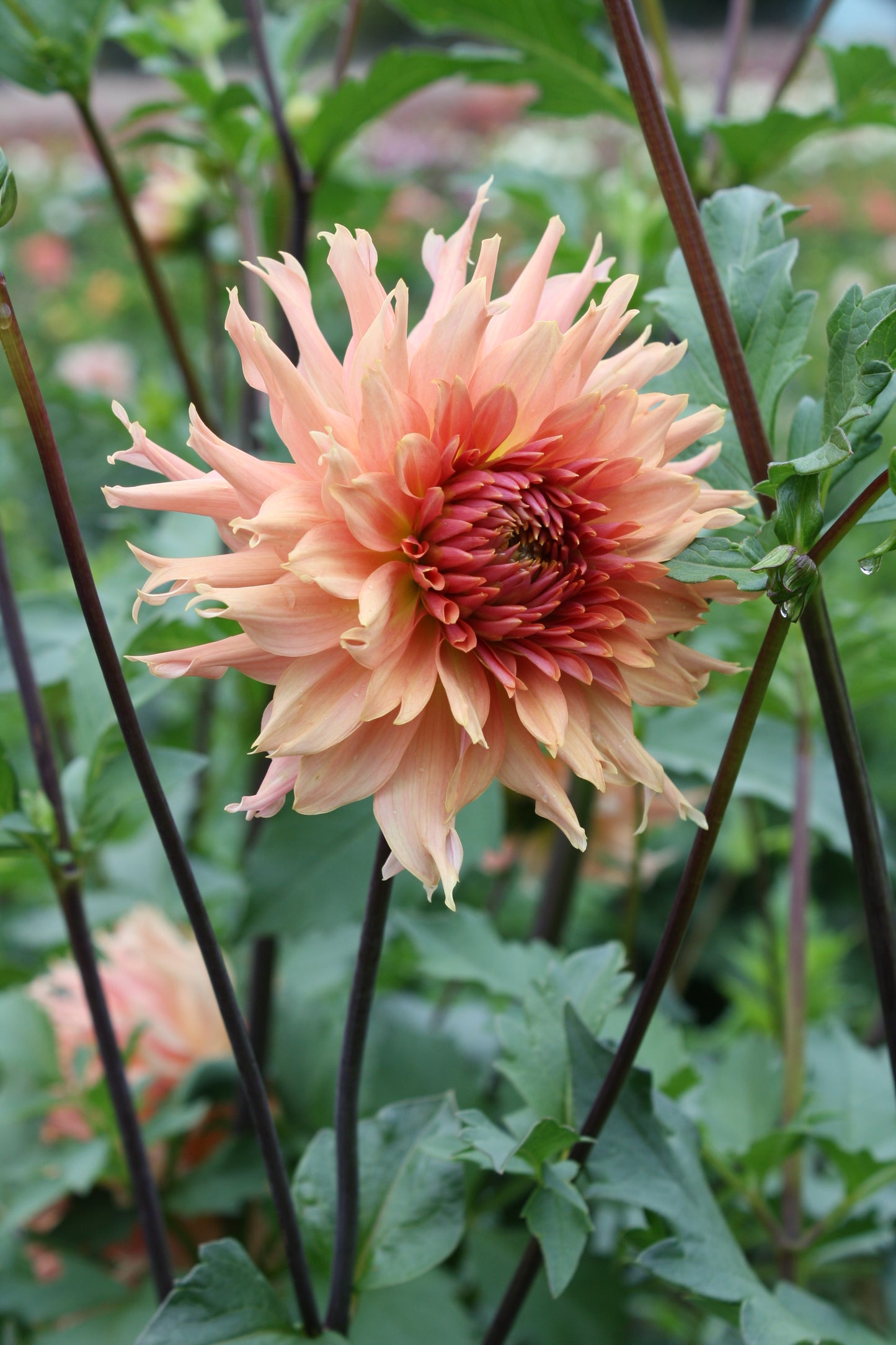 Terracotta Dahlia Tuber