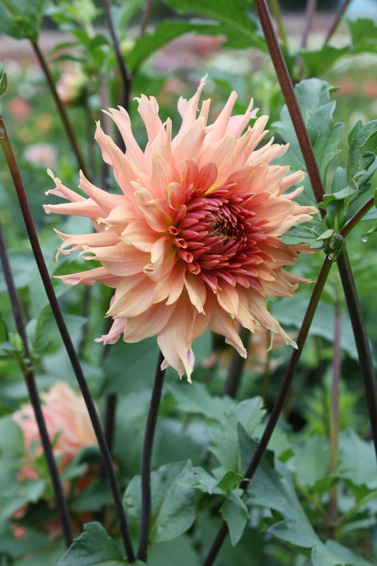 Terracotta Dahlia Tuber