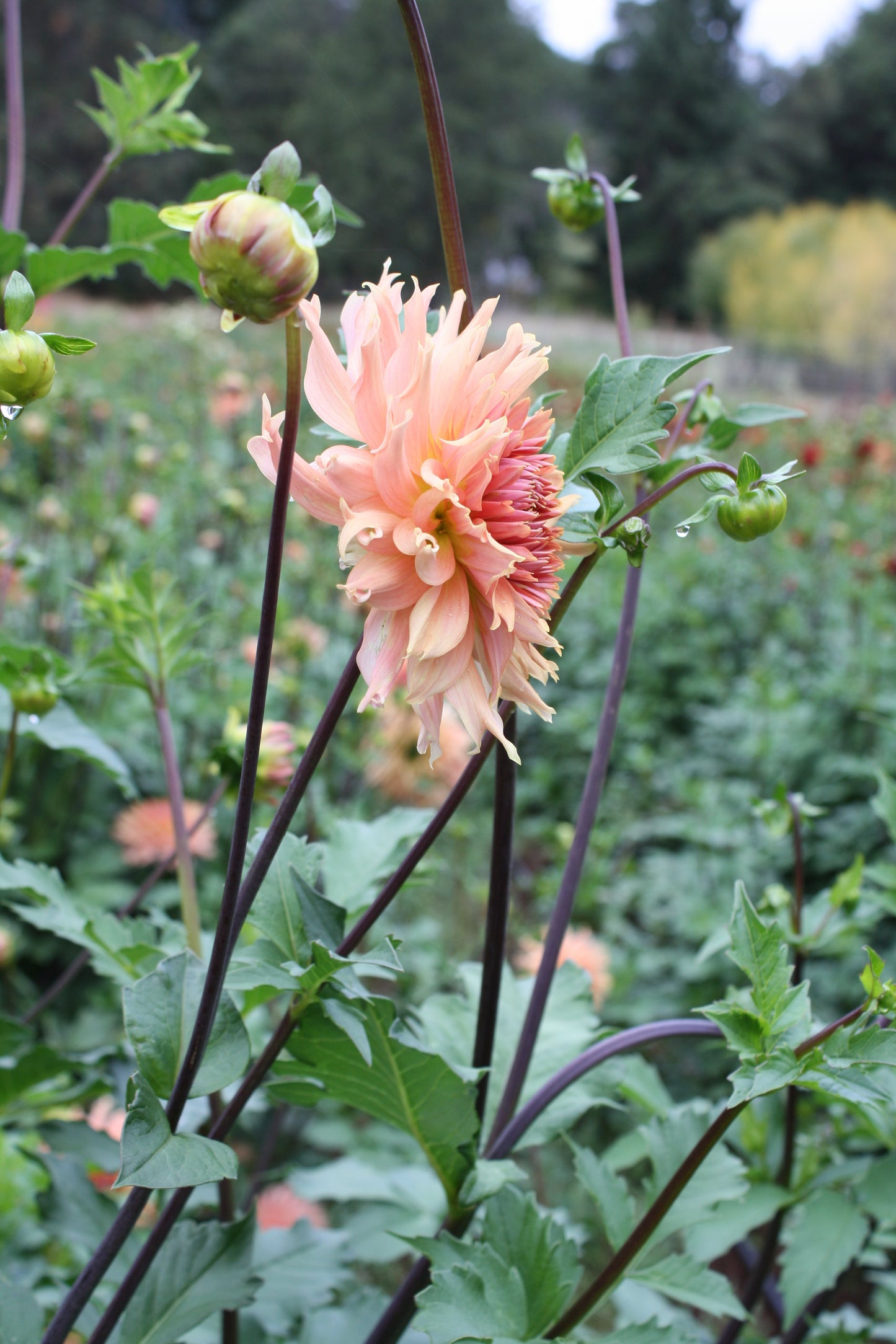 Terracotta Dahlia Tuber